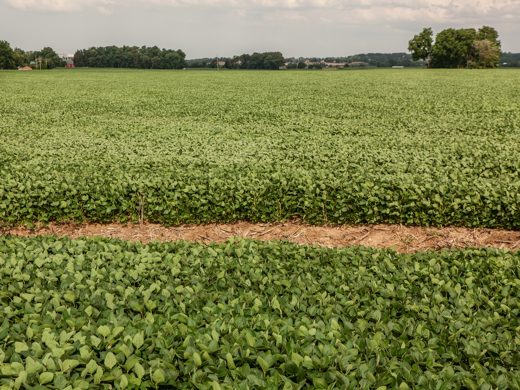 Soybean Meal Production Challenges: Heat Damage, Yield Loss, and Testing Practices