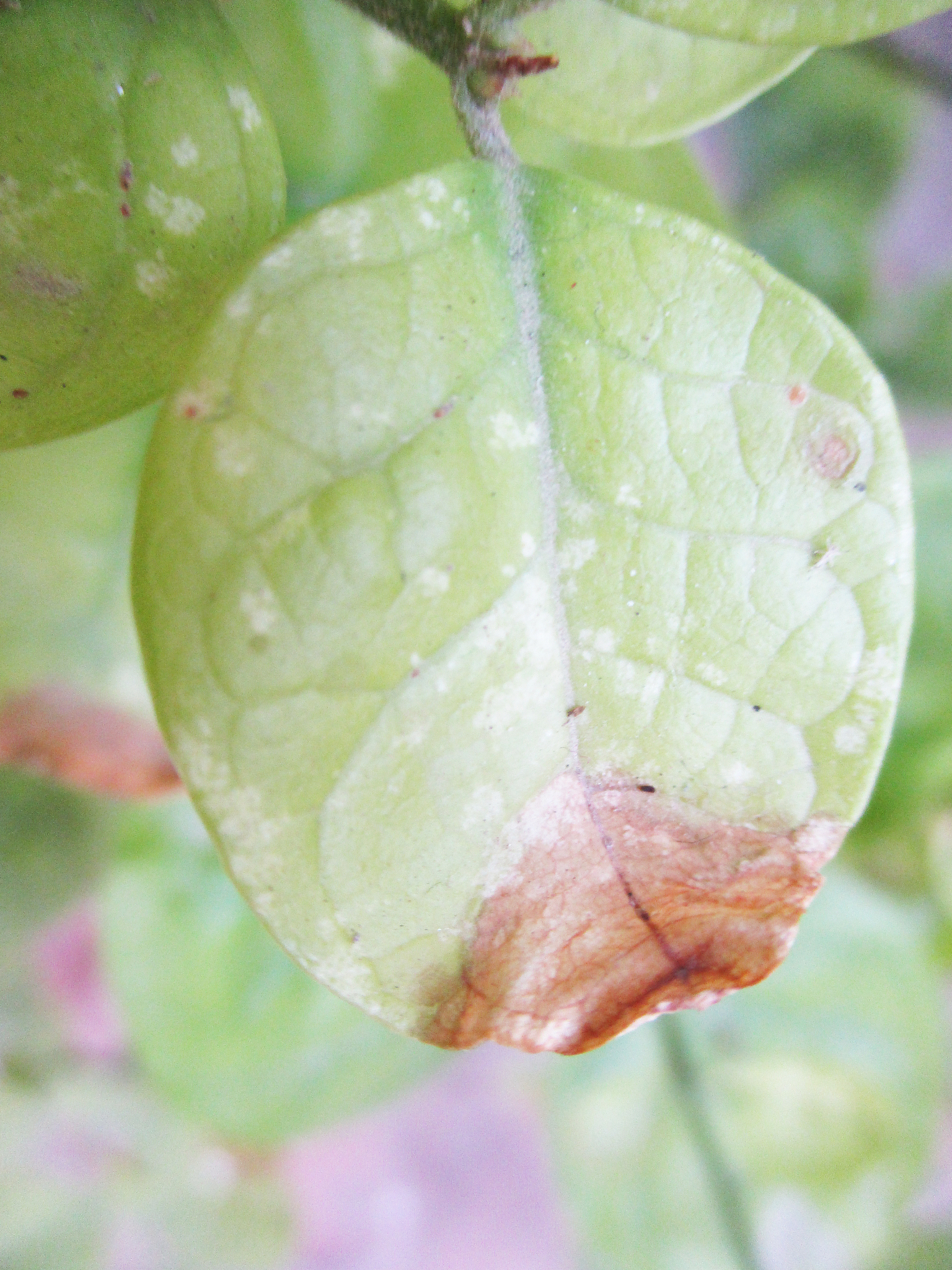 荔枝谢花后如何喷施磷酸二氢钾和流体硼？