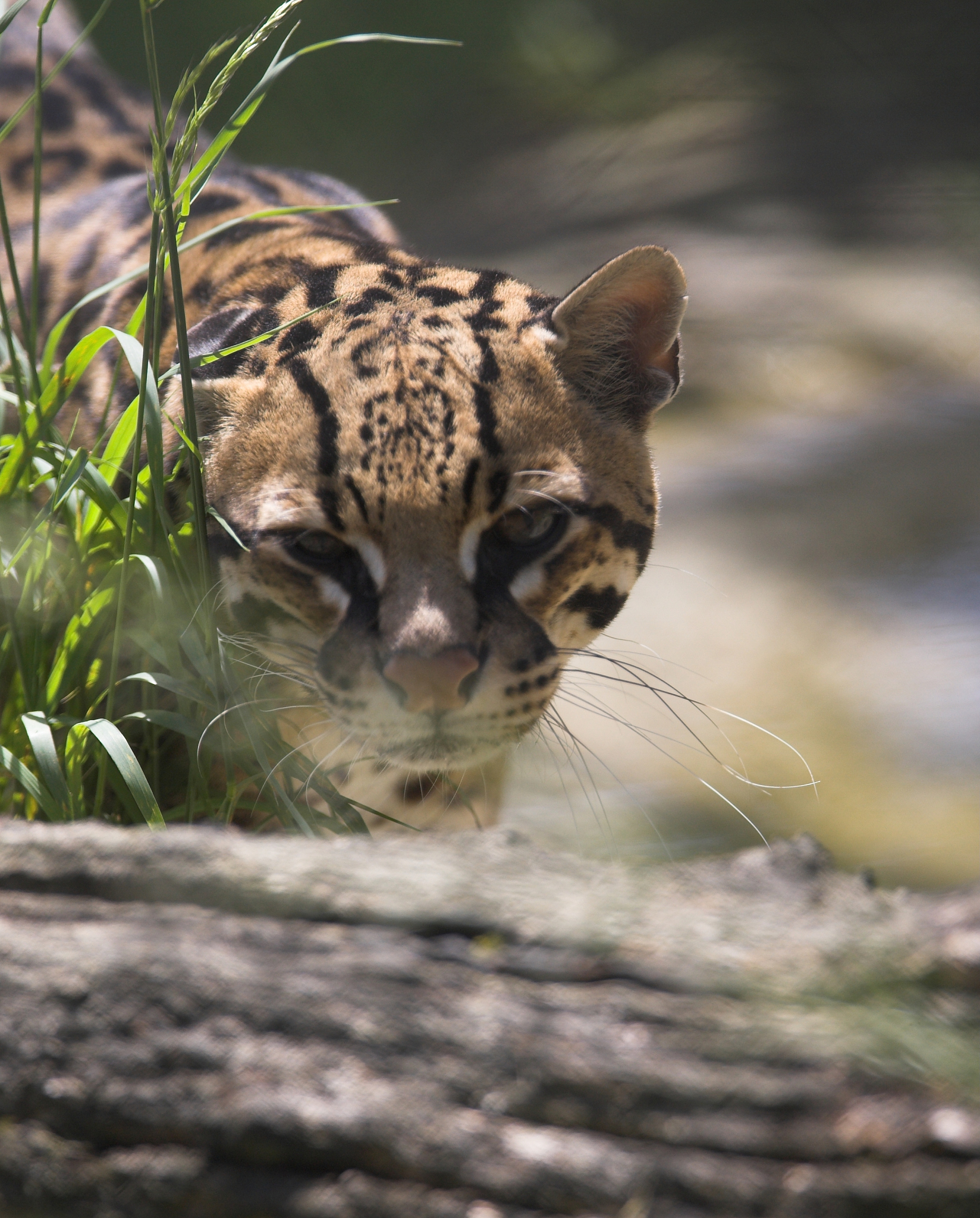 apa hukum stalk wa mantan