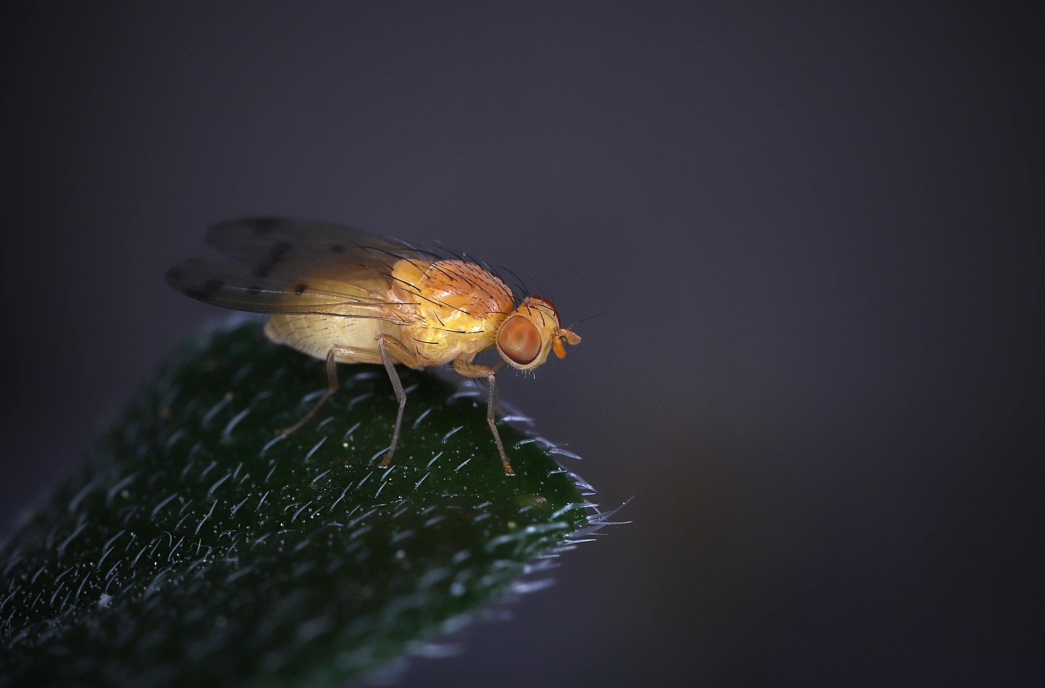 homoneura sp. fly