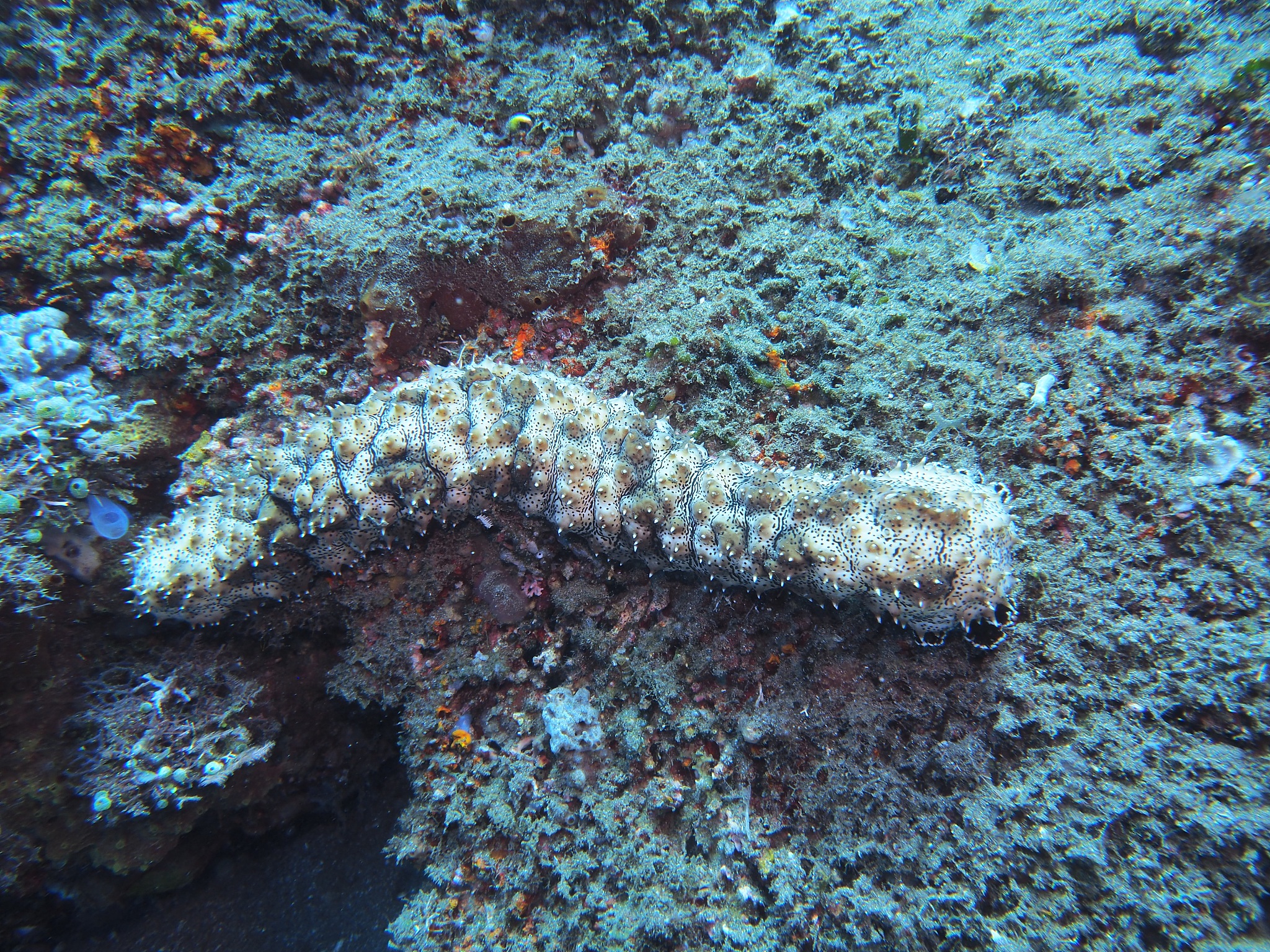 Sea Cucumber Polysaccharide Content in Dalian, Yantai, and Qingdao Reaches 6-8%