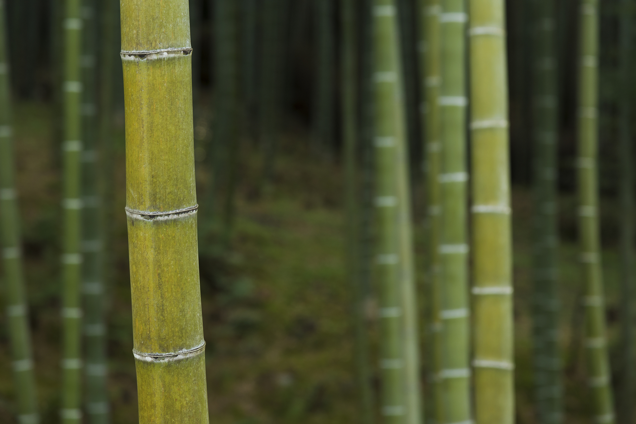 green bamboo forest