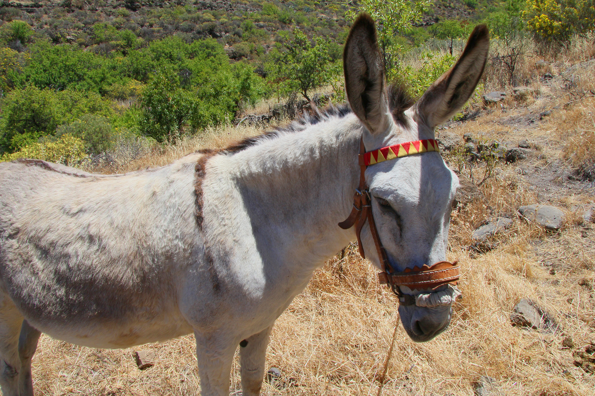 donkey face