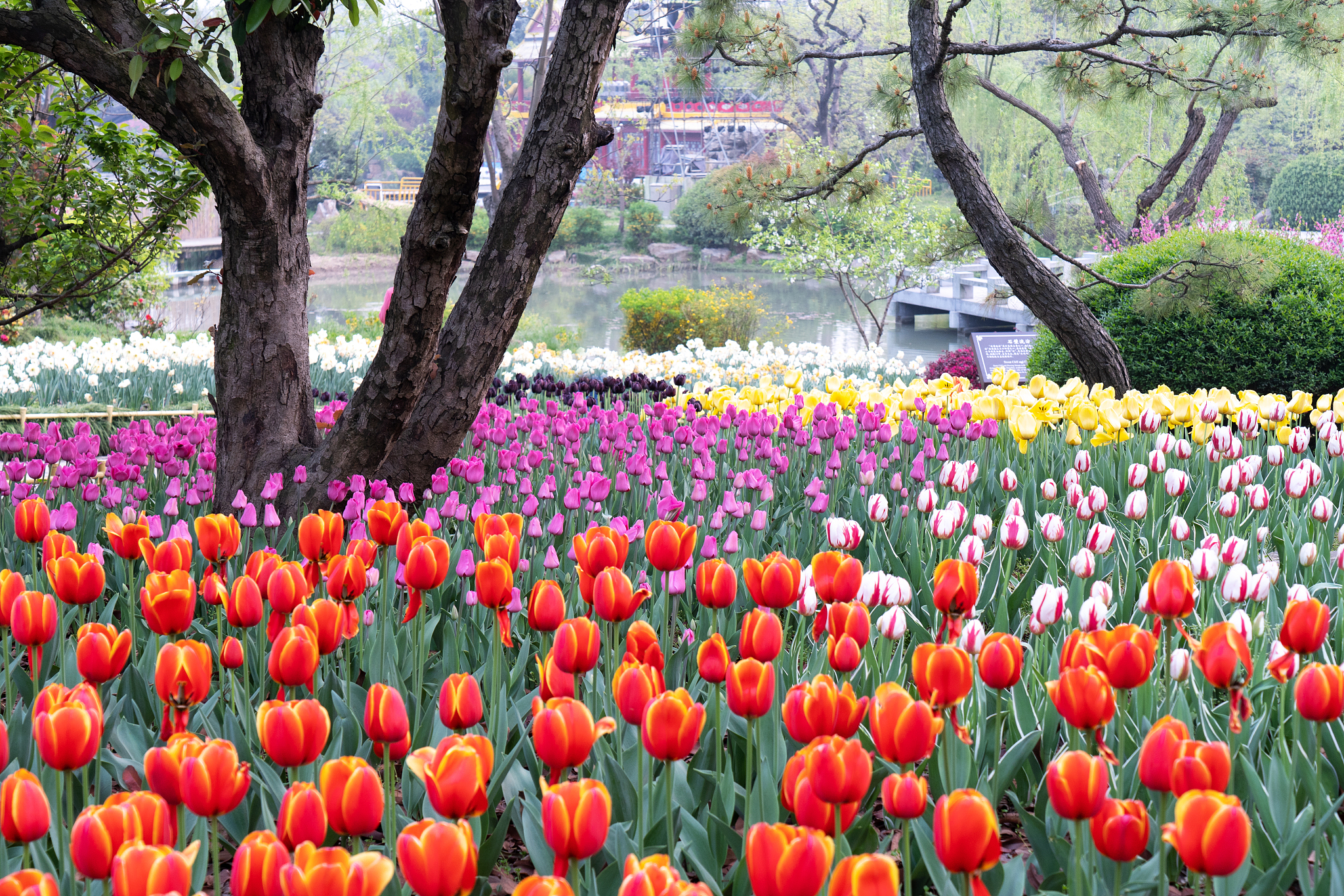 以五年级学生的口吻描写雨后汤湖公园的春天的作文 主要描述樱花和郁金香