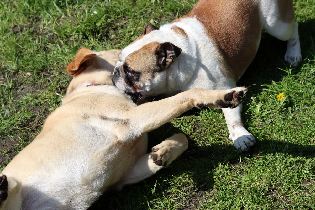狗的听觉：比人类灵敏的超级听力