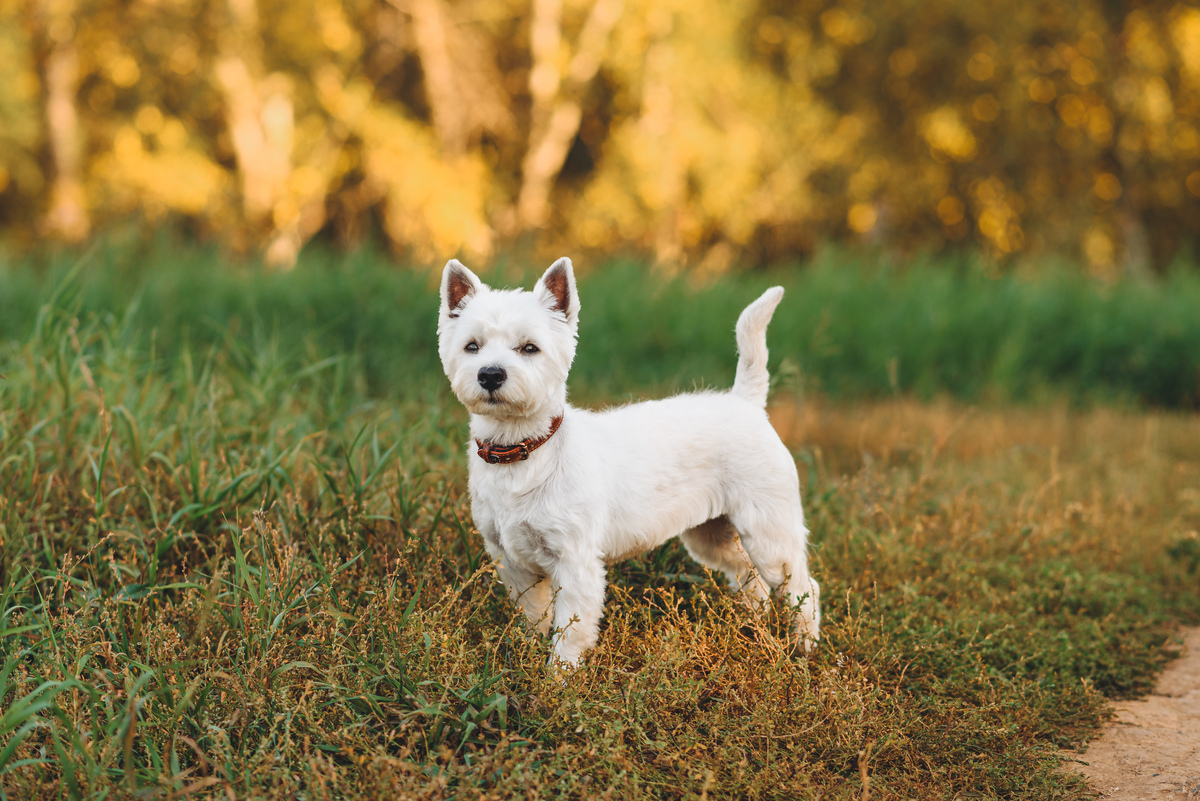 🐶狗狗品种大揭秘：探寻萌宠个性，找到最合拍的伙伴！
