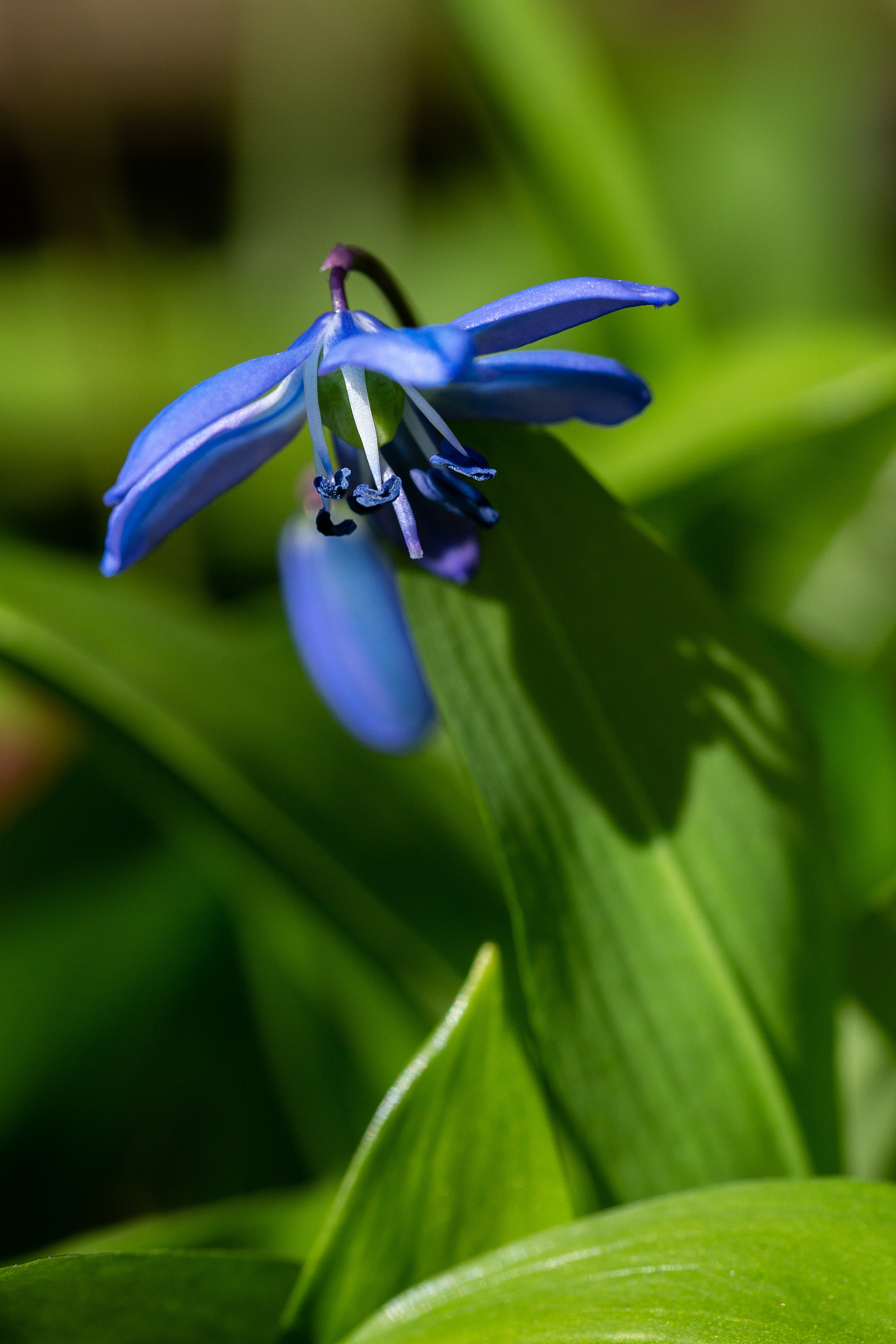 blue flower