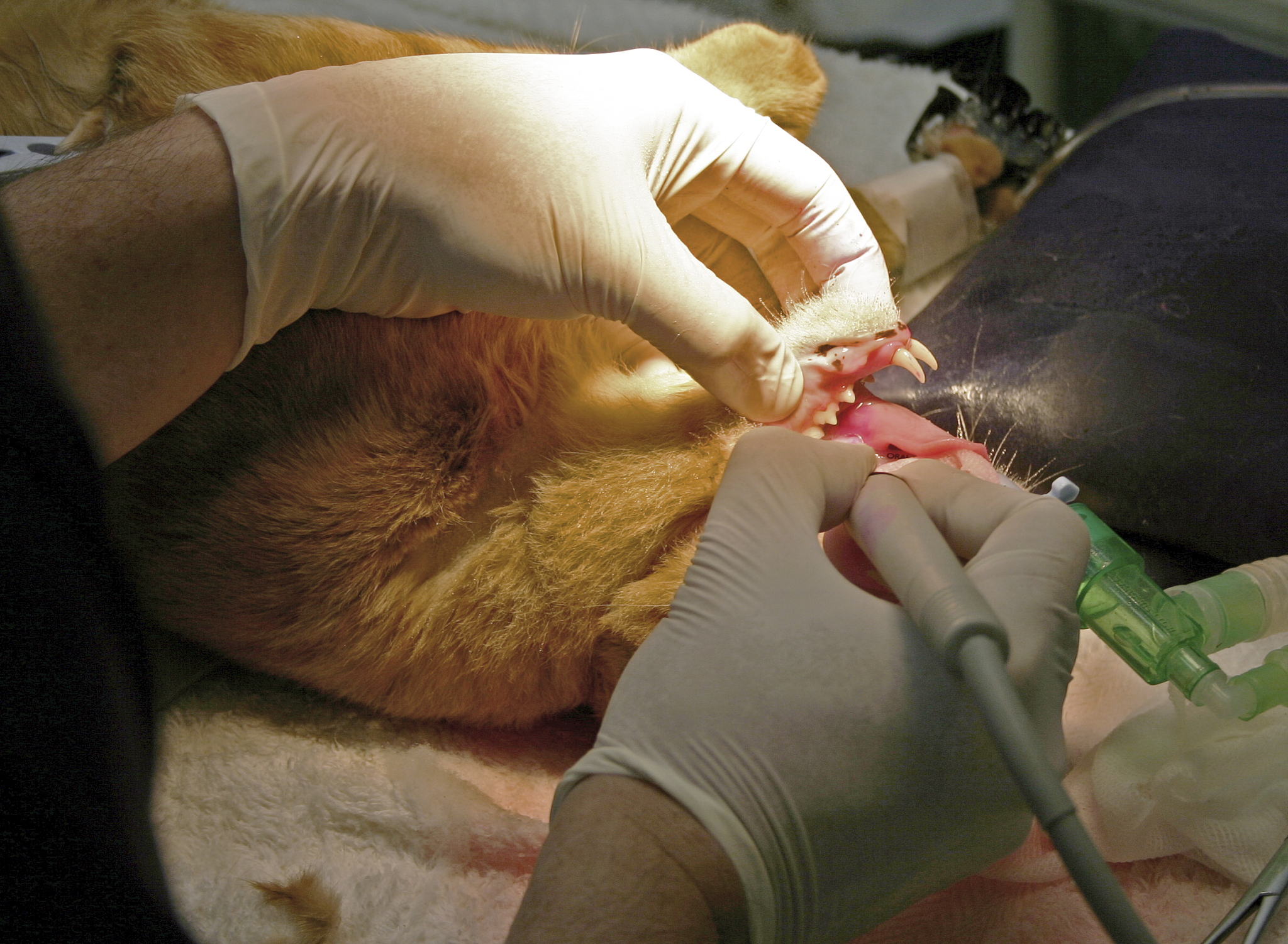 贵阳口腔医学技术就业前景广阔：毕业生发展方向多元