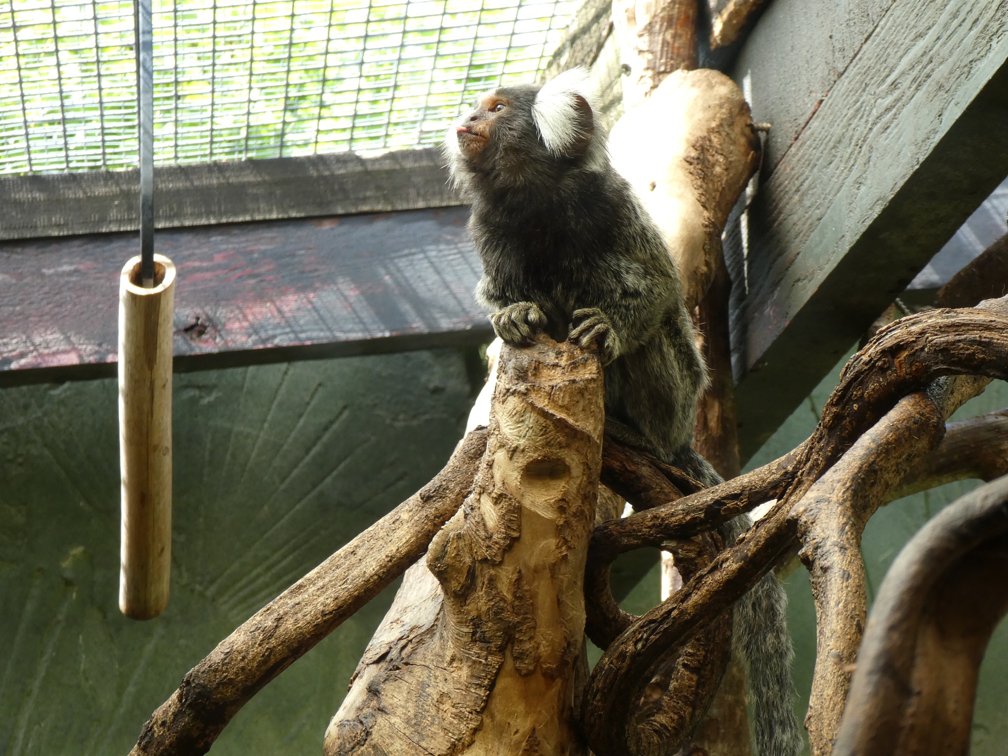 六年级英语水平主题是中国故事英语表达的英语演讲稿时间限定为三分钟以内内容梗概为介绍西游记的孙悟空。