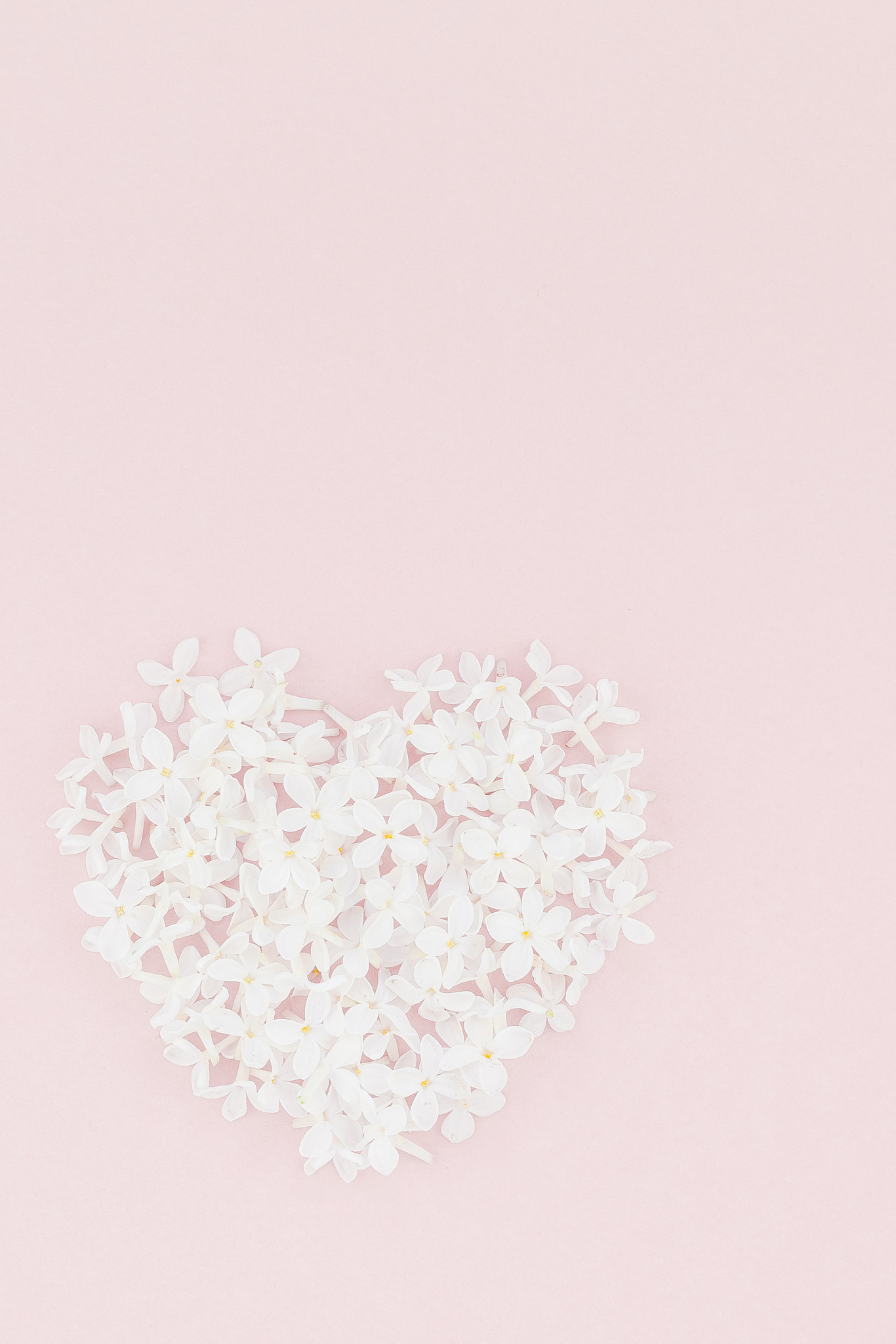 pink background with white lilac flowers