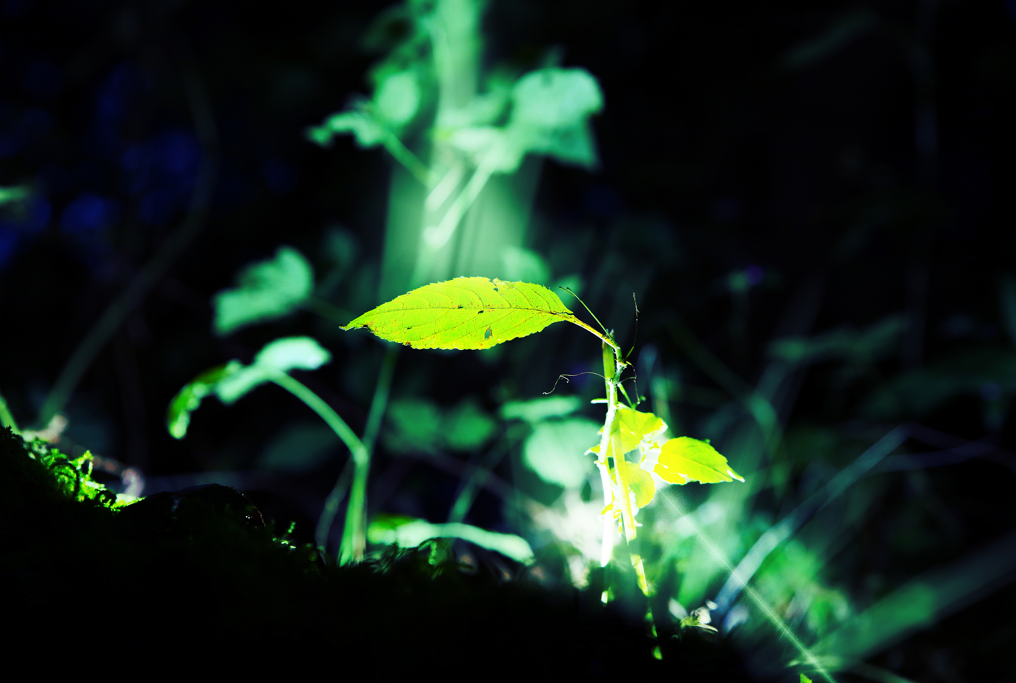植物在夜间会消耗氧气吗？ - 揭秘植物呼吸作用