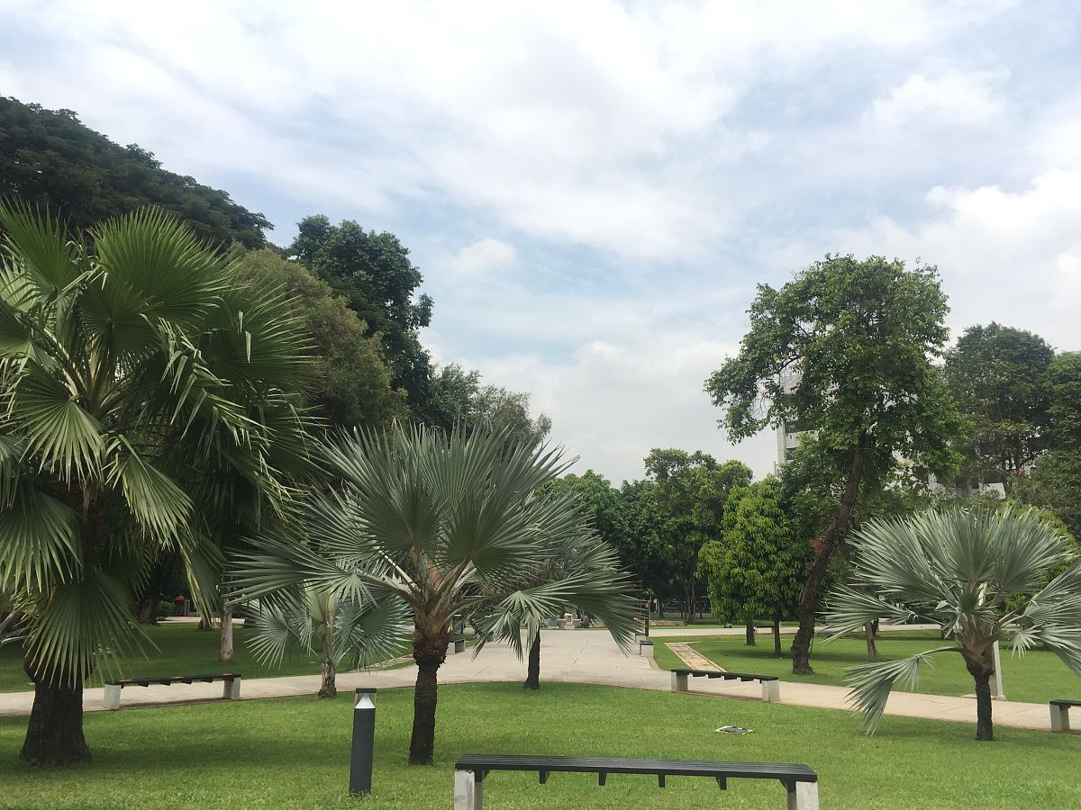 我第一眼就喜欢这个位置几乎是非它不可。抬眼侧望就可以看到占据一半窗户的大王椰子树目睹整个学校大门以及一半的街道。修饰并扩写这段话。