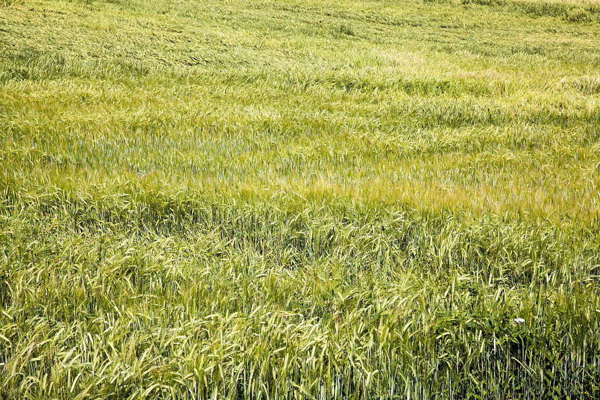 曲靖市农业学校2019年五年制专科招生报名咨询