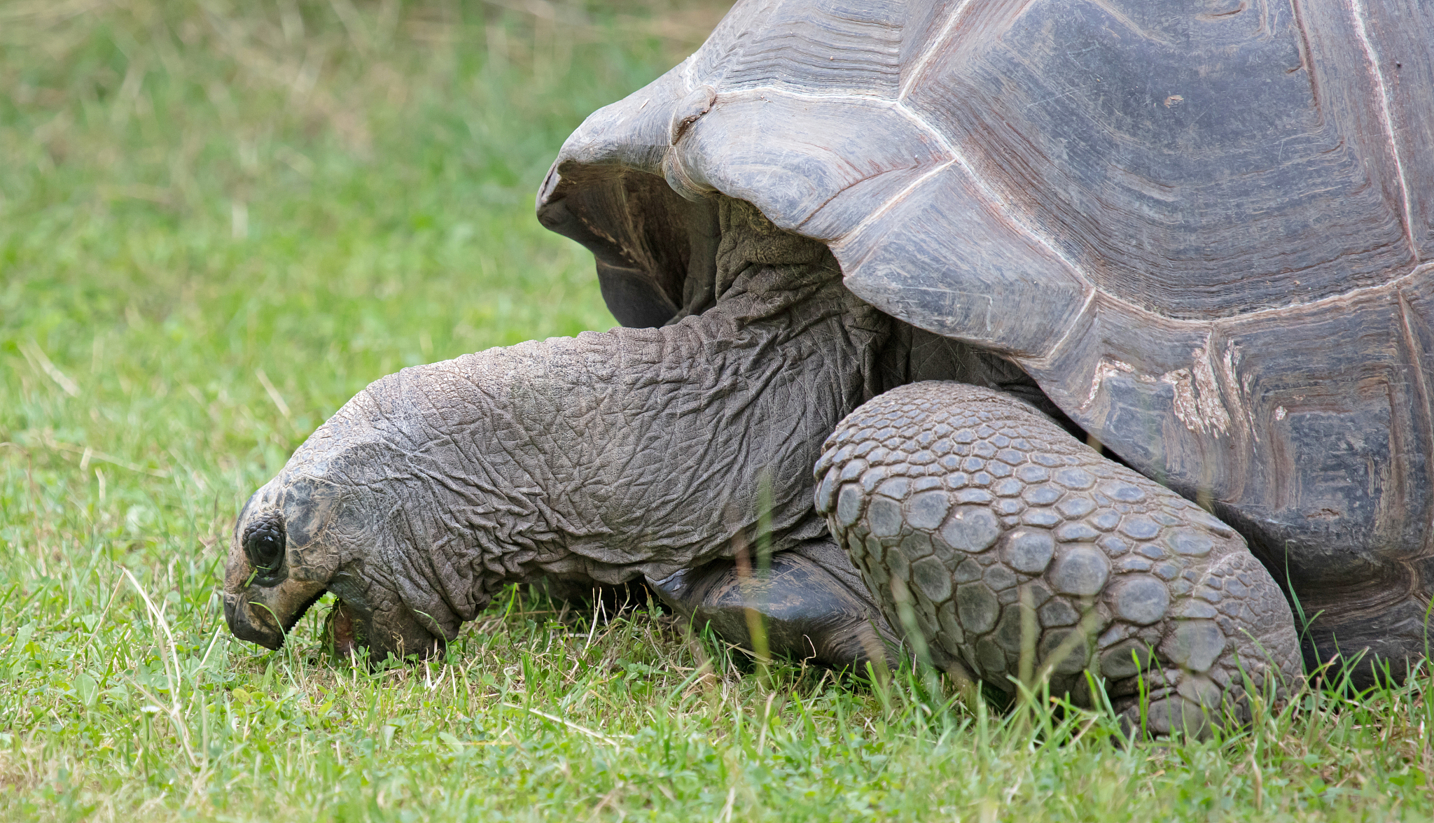 very old giant galapagos turtle eating, selective focus