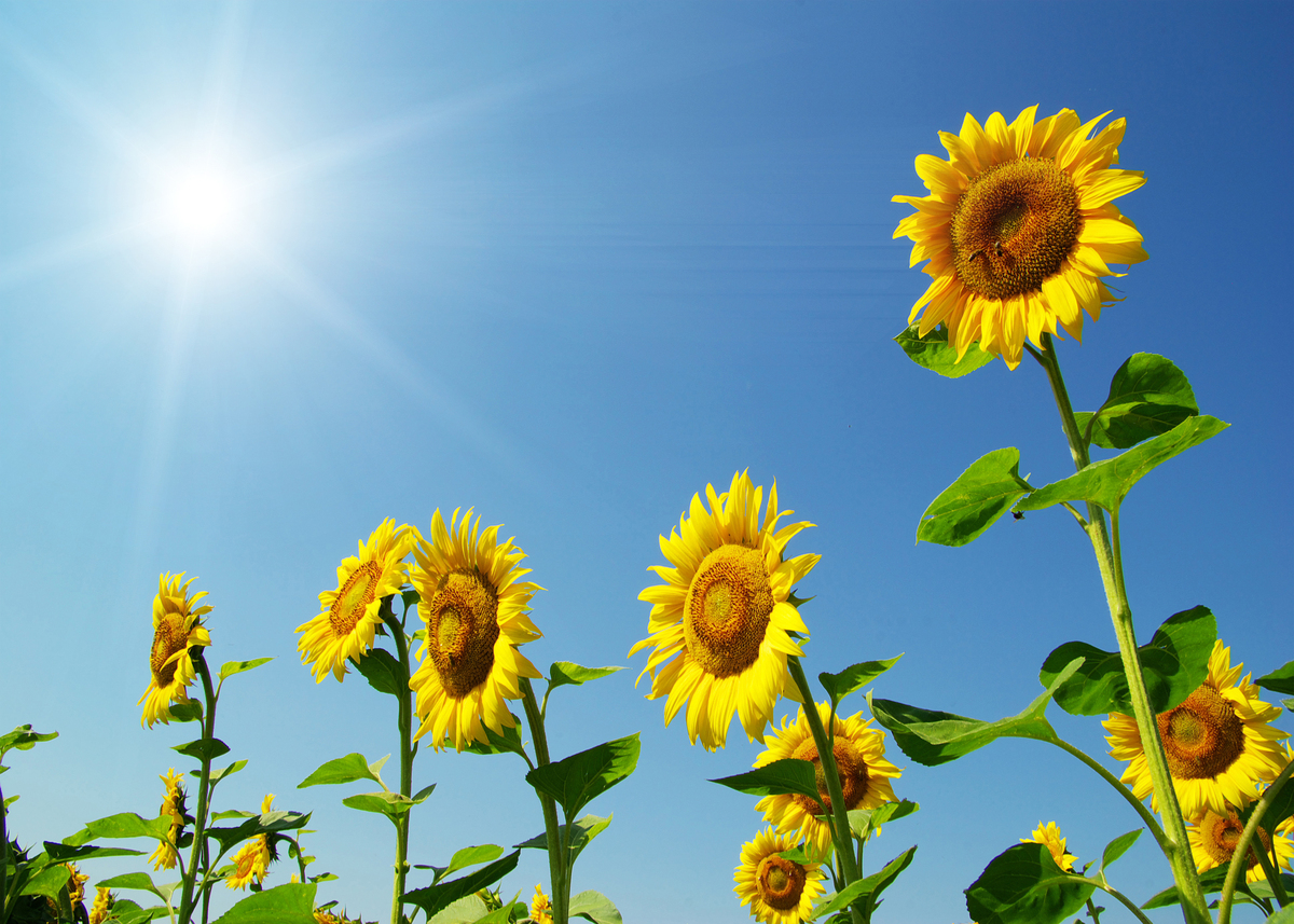 向日葵的四字词语：10个描绘阳光花朵的词语