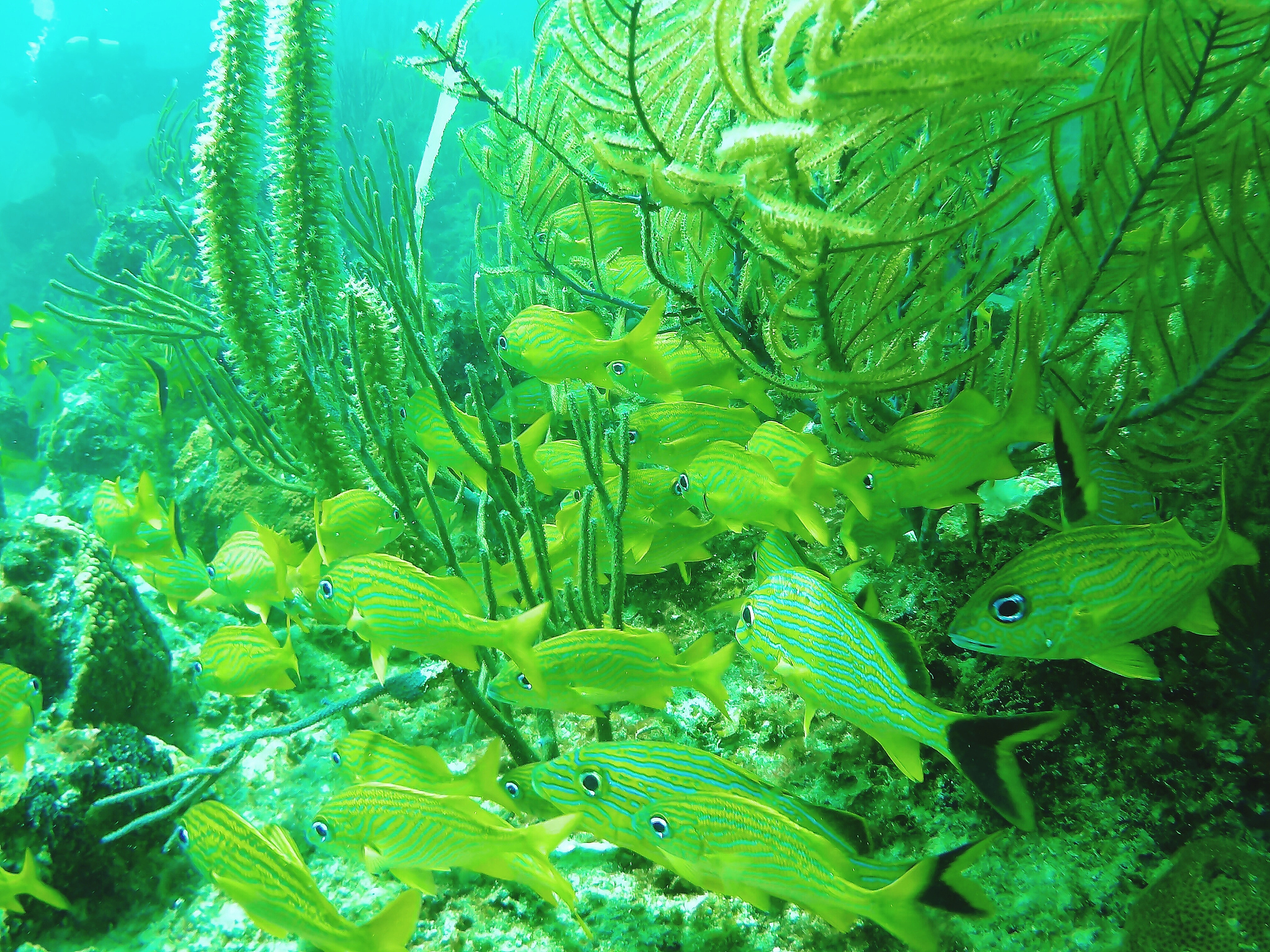 green fish swimming in sea