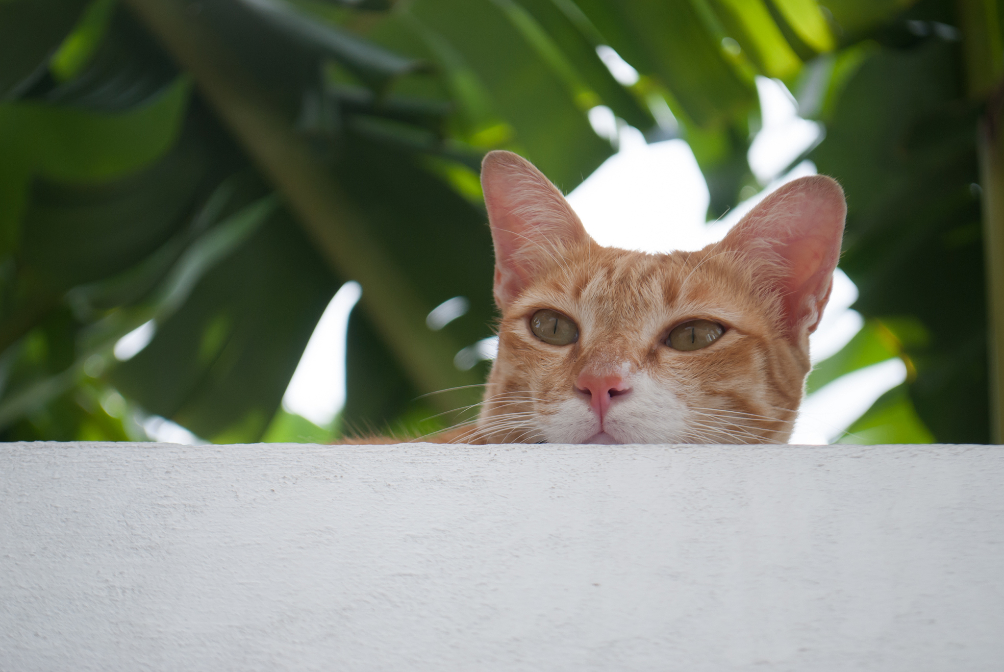 cat
