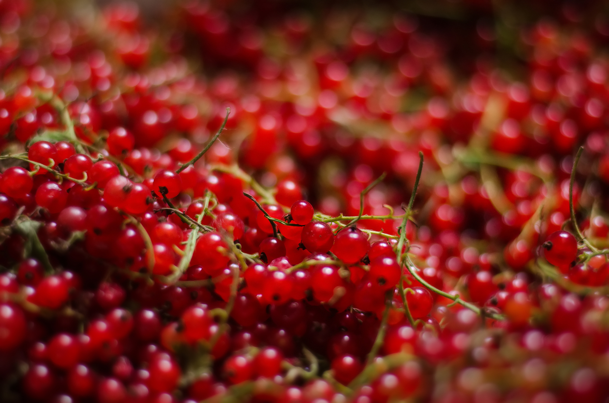 close-up of a bright red currant. the heap of tasteful and healt