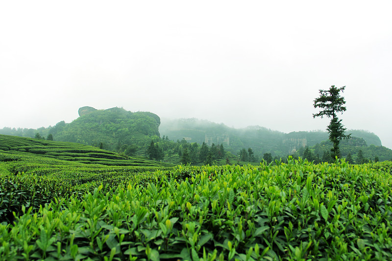 武夷山岩茶奇缘：品味岩茶，感受自然之美