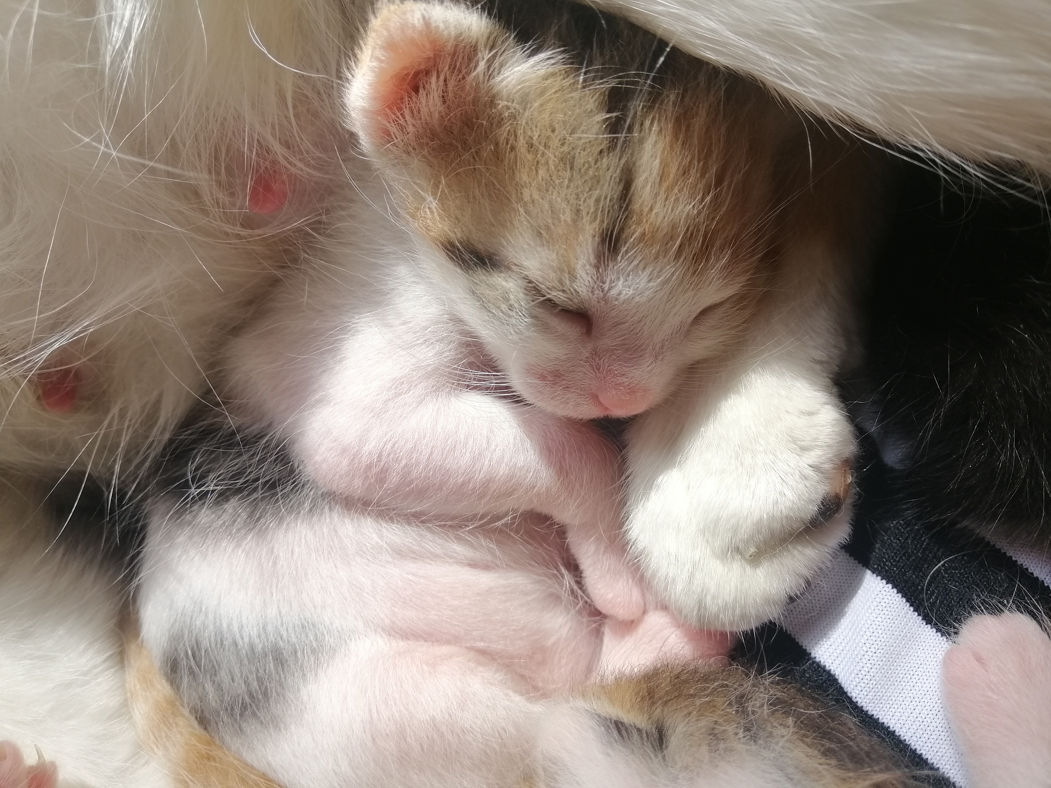 小猫打喷嚏怎么办？ 常见原因及缓解方法