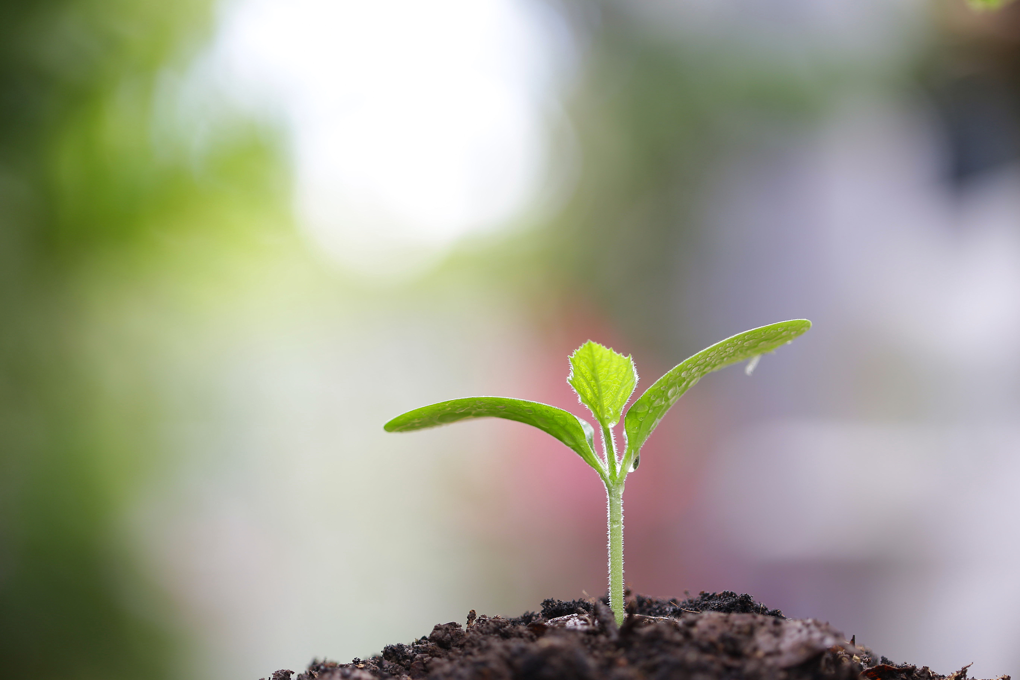 坚韧生长：一棵小树苗的励志故事