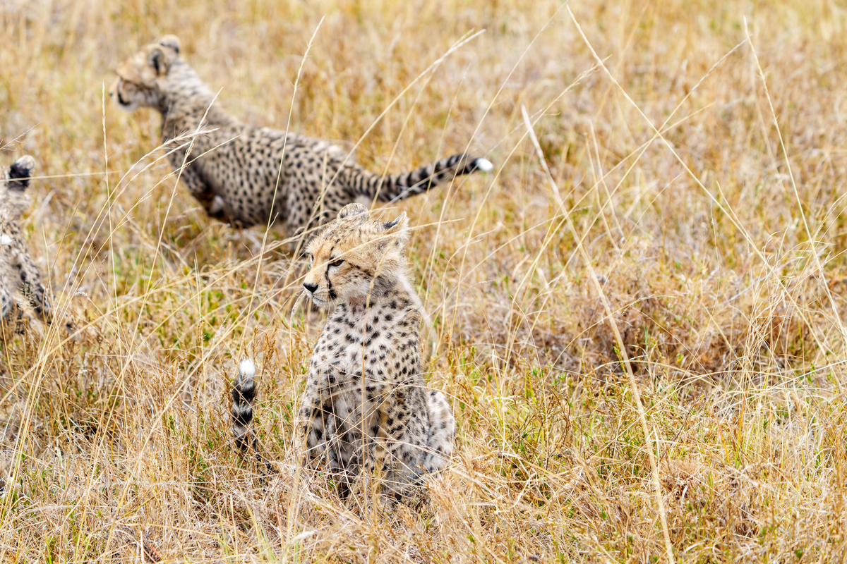 东非猎豹幼崽(acinonyx jubatus)在塞伦盖蒂草原上一,