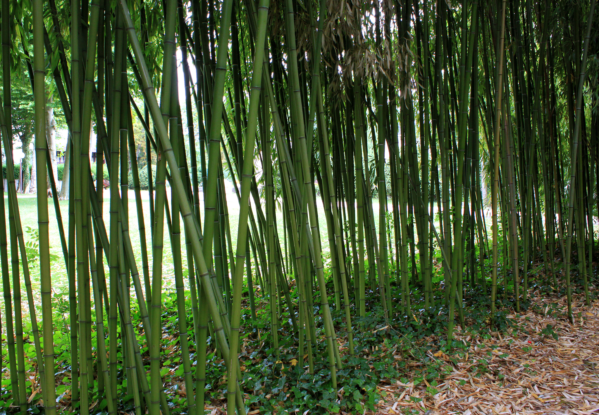bamboos