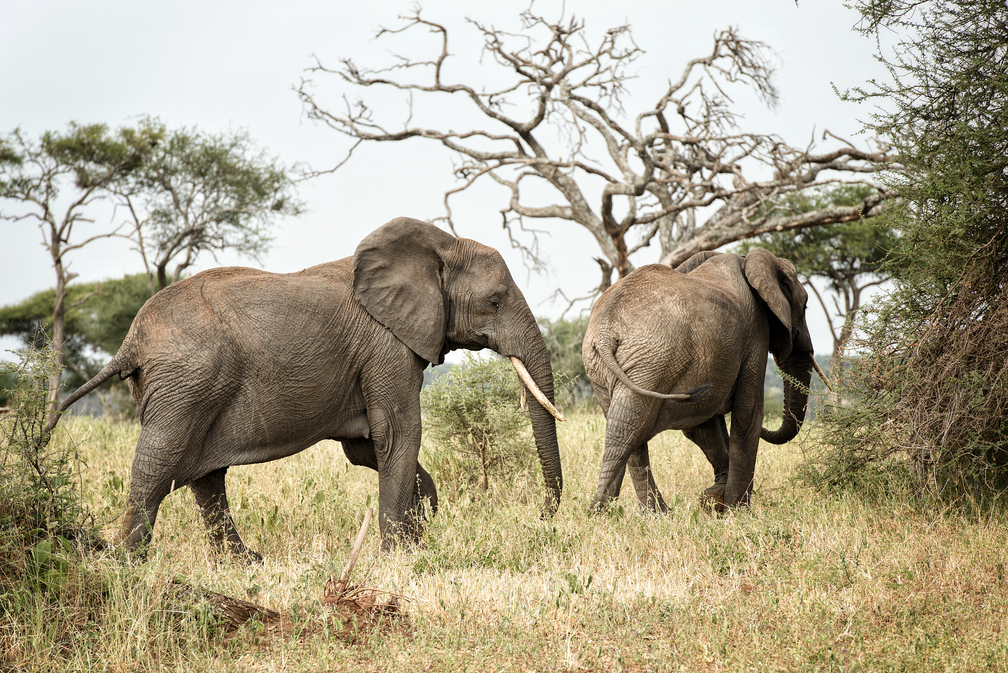herd of elephants in the serengeti park of tanzania