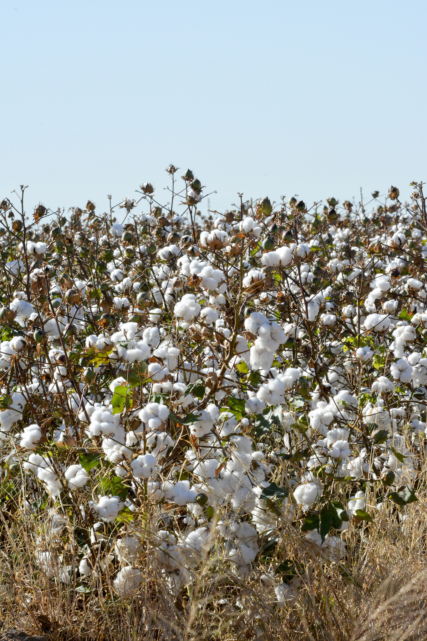 美国棉花现货市场状况