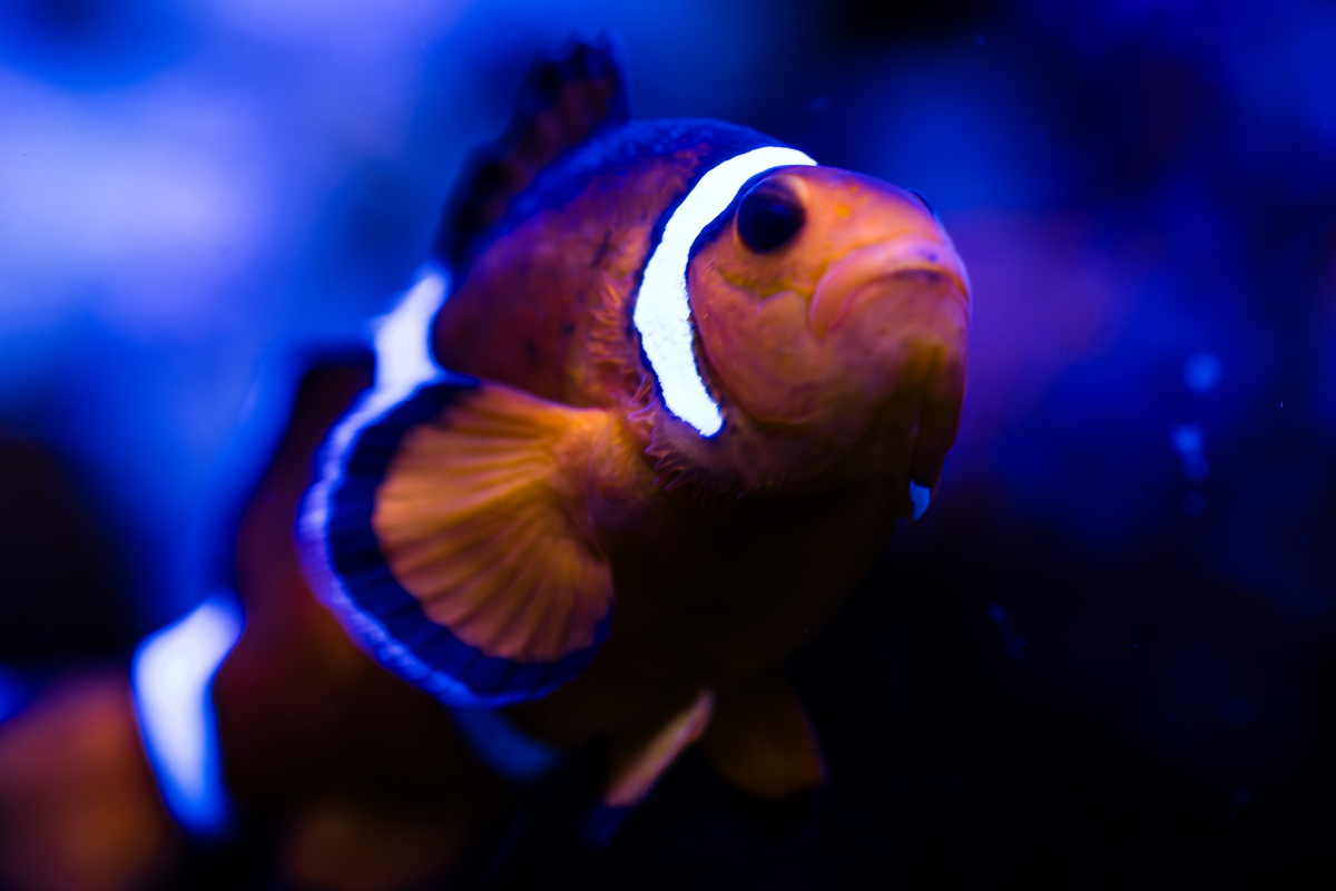 观赏鱼爱好者必关注！🐠🐟🐡 精美奇特鱼类大赏