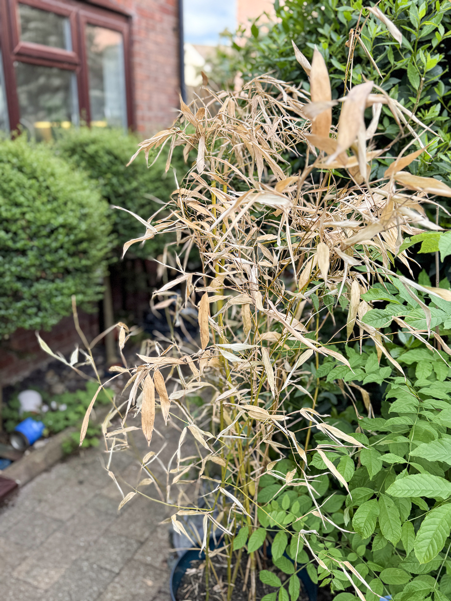 竹花泡水的好处：降血压、改善睡眠、去口臭等功效