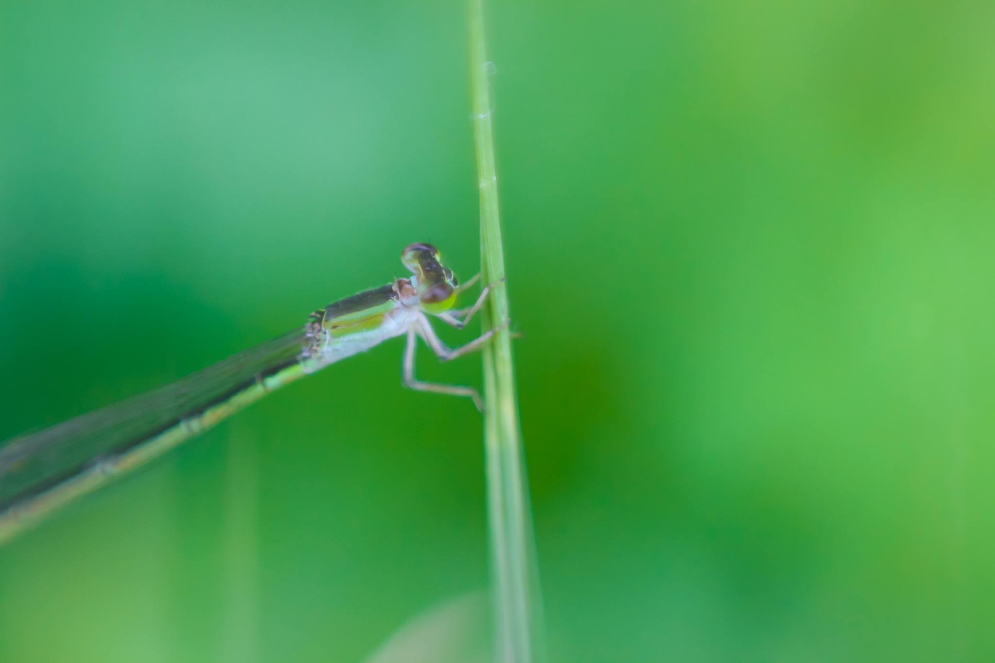 bigip f5配置pools member的监控一个member是绿色一个member是红色此时获取该pool的oid状态是绿色怎么调整让该pool的状态是非绿色有一个member不正常就是非绿色