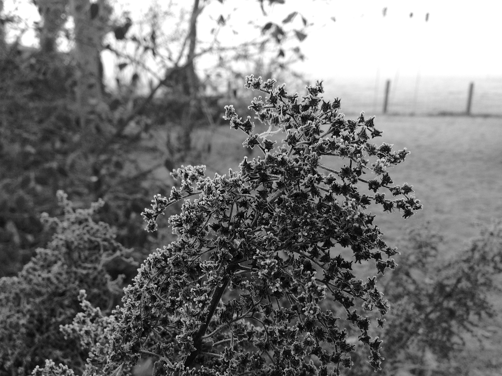 野桂花：高大常绿乔木或灌木，树皮灰色，高达10米