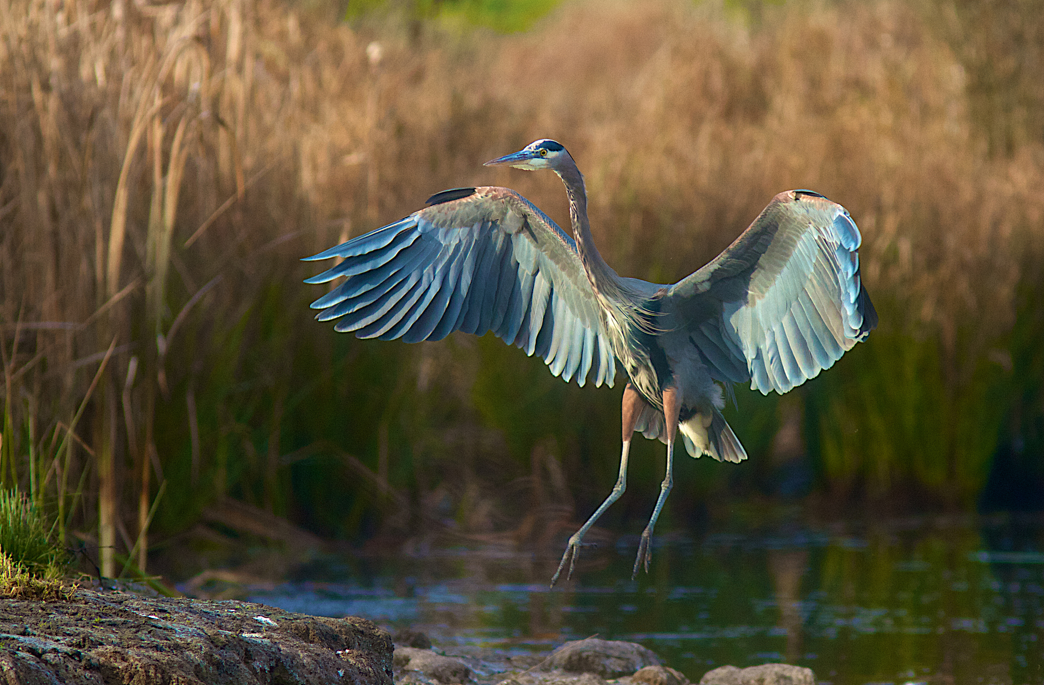 千鸟飞绝震撼来袭！全新副本、技能及优化等你体验！