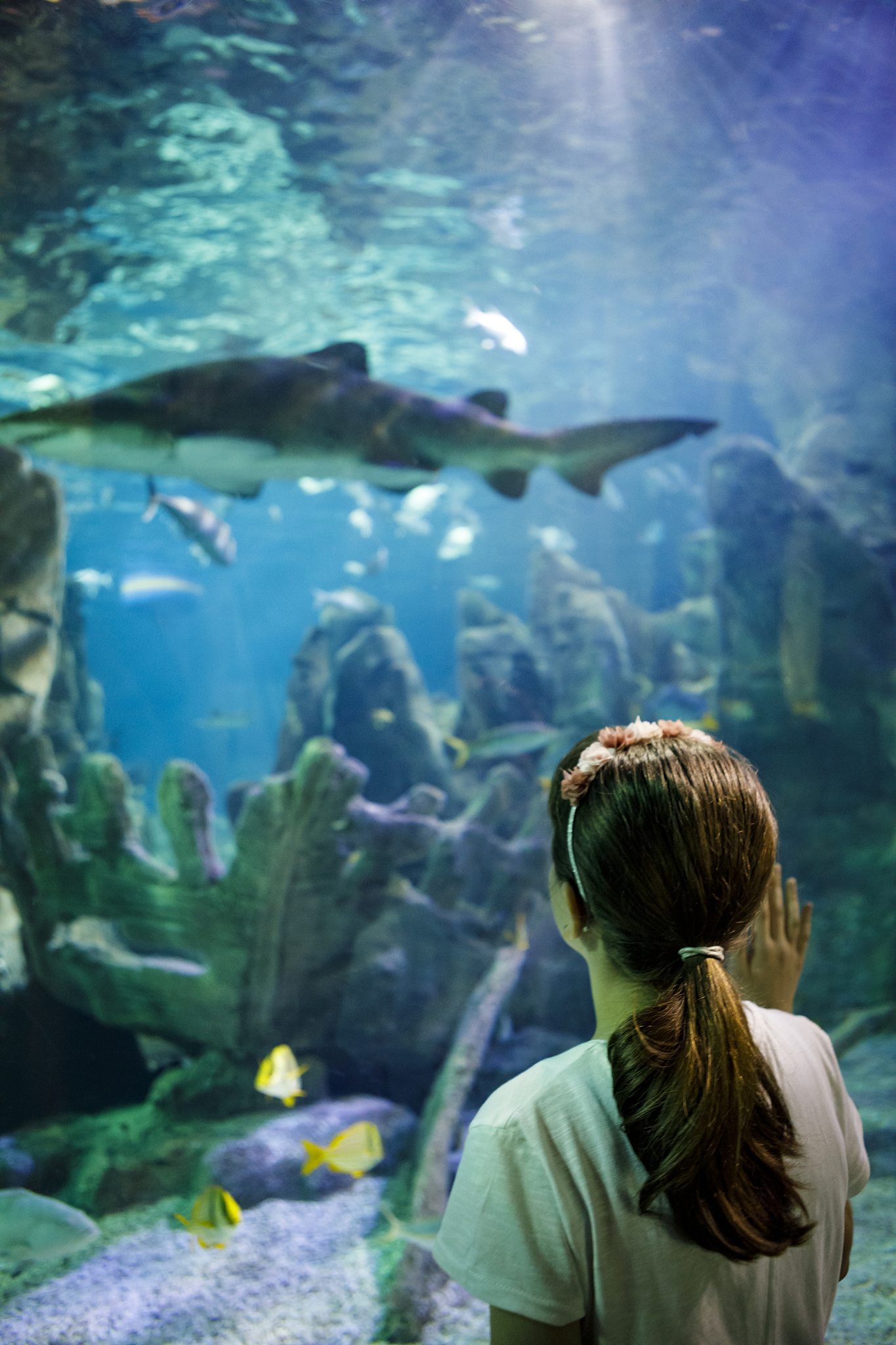 cute little girl looking at undersea life in a big aquarium