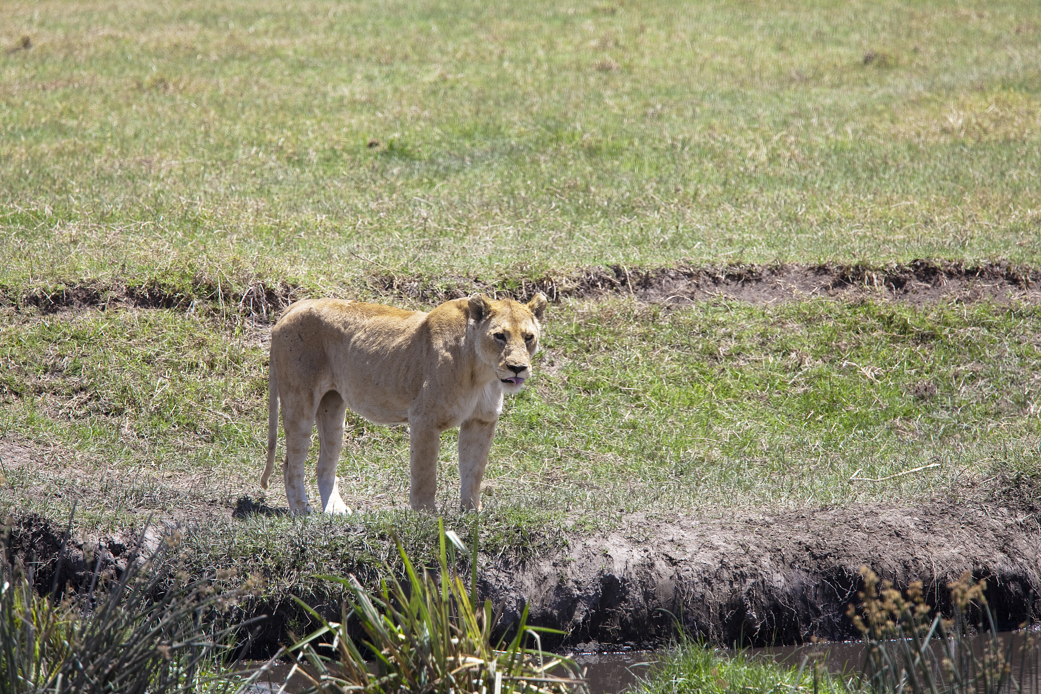 lioness looking for a prey in ngorongoro