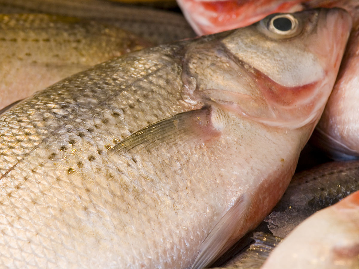 江团、黄鳝、鲈鱼、大黄鱼、带鱼、金枪鱼：学名、分类地位及特征