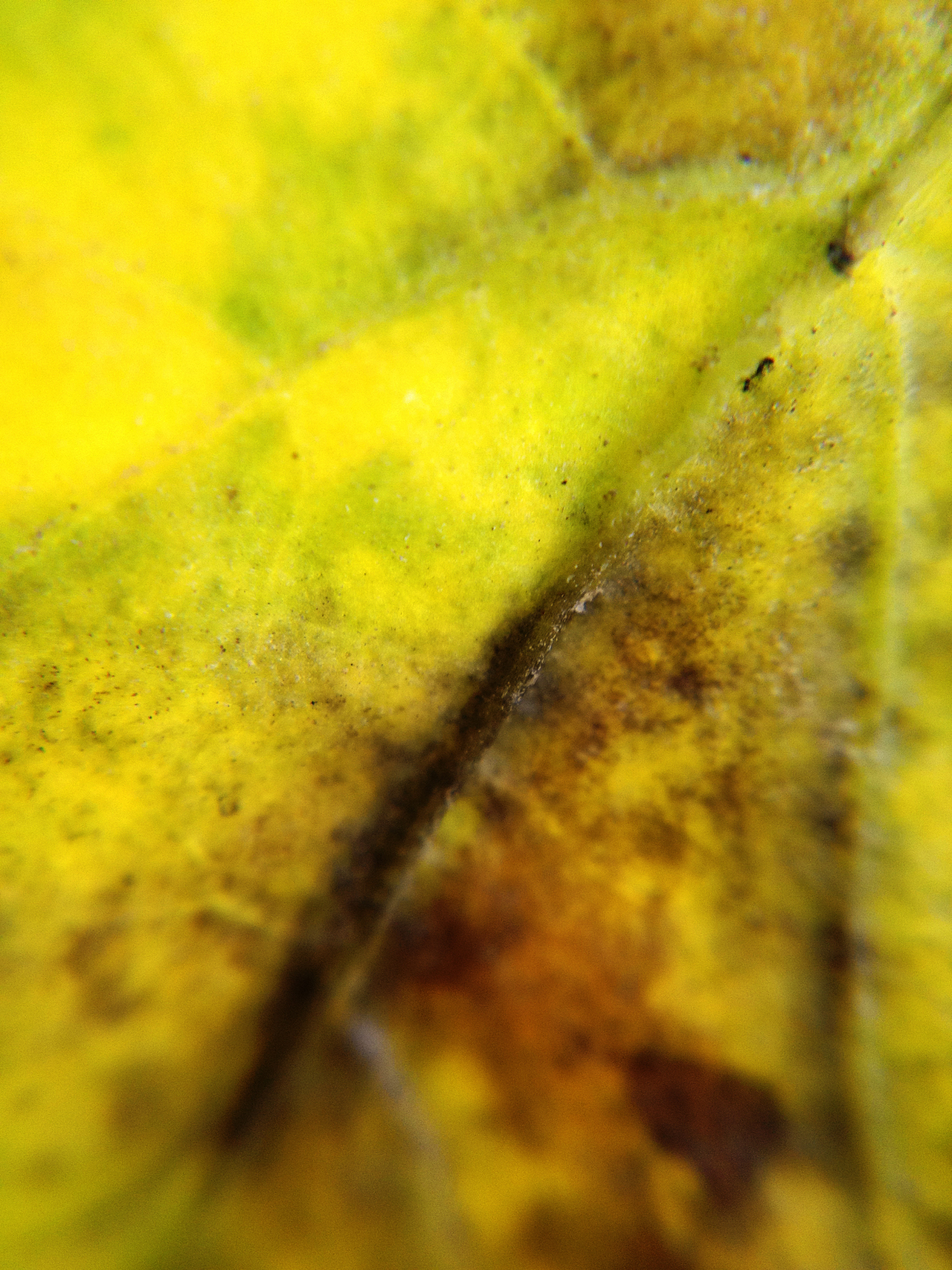 Shrimp Frozen Solid: Red/Black Discoloration and Odor Concerns