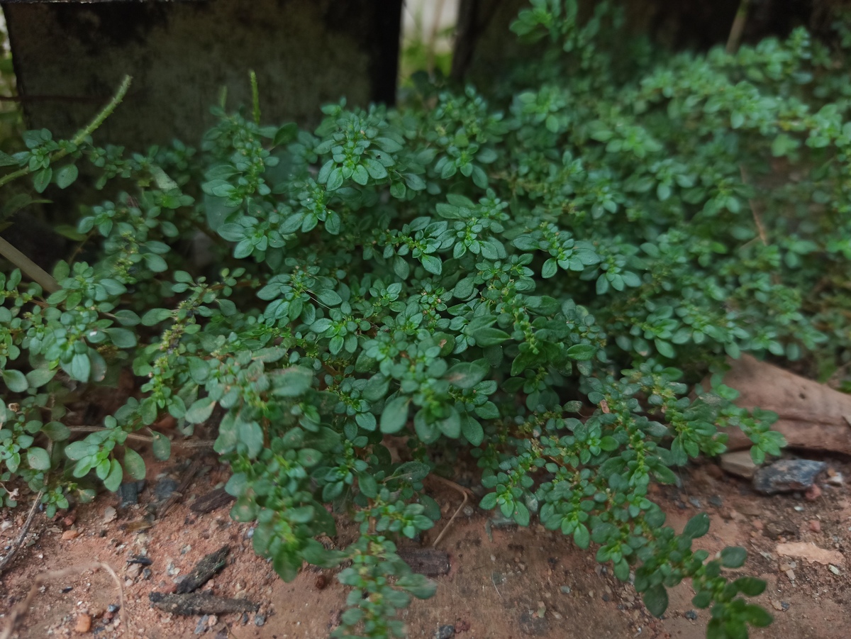 路边矮小植物的形容词 - 尽显自然之美