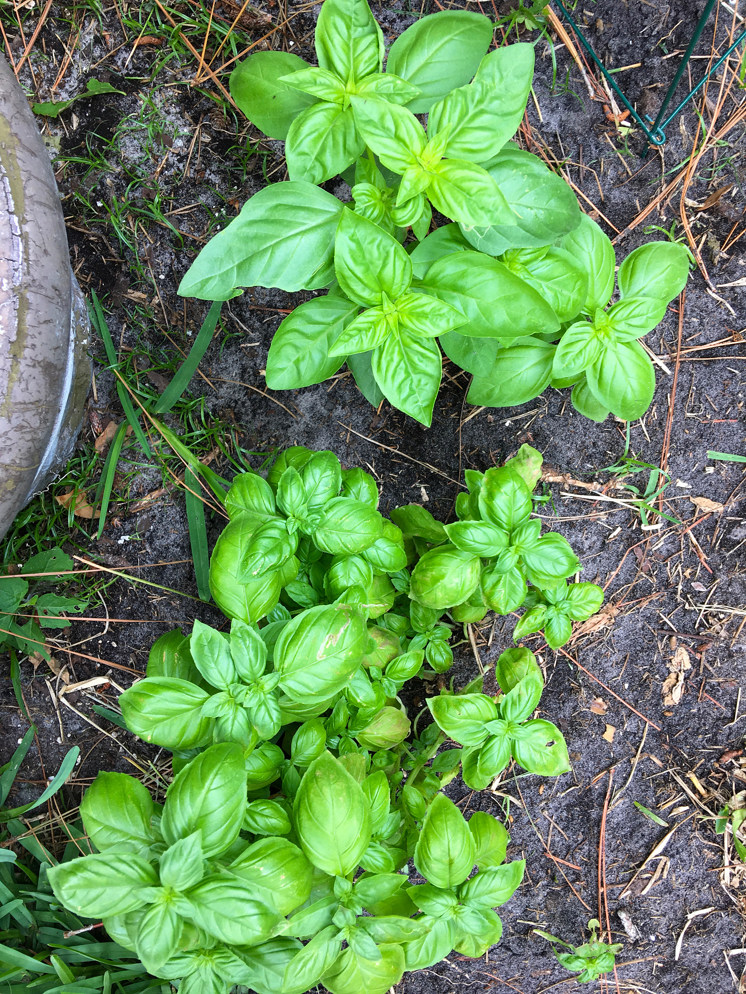 胆汁逆流？试试江苏灌南苦菜汤！