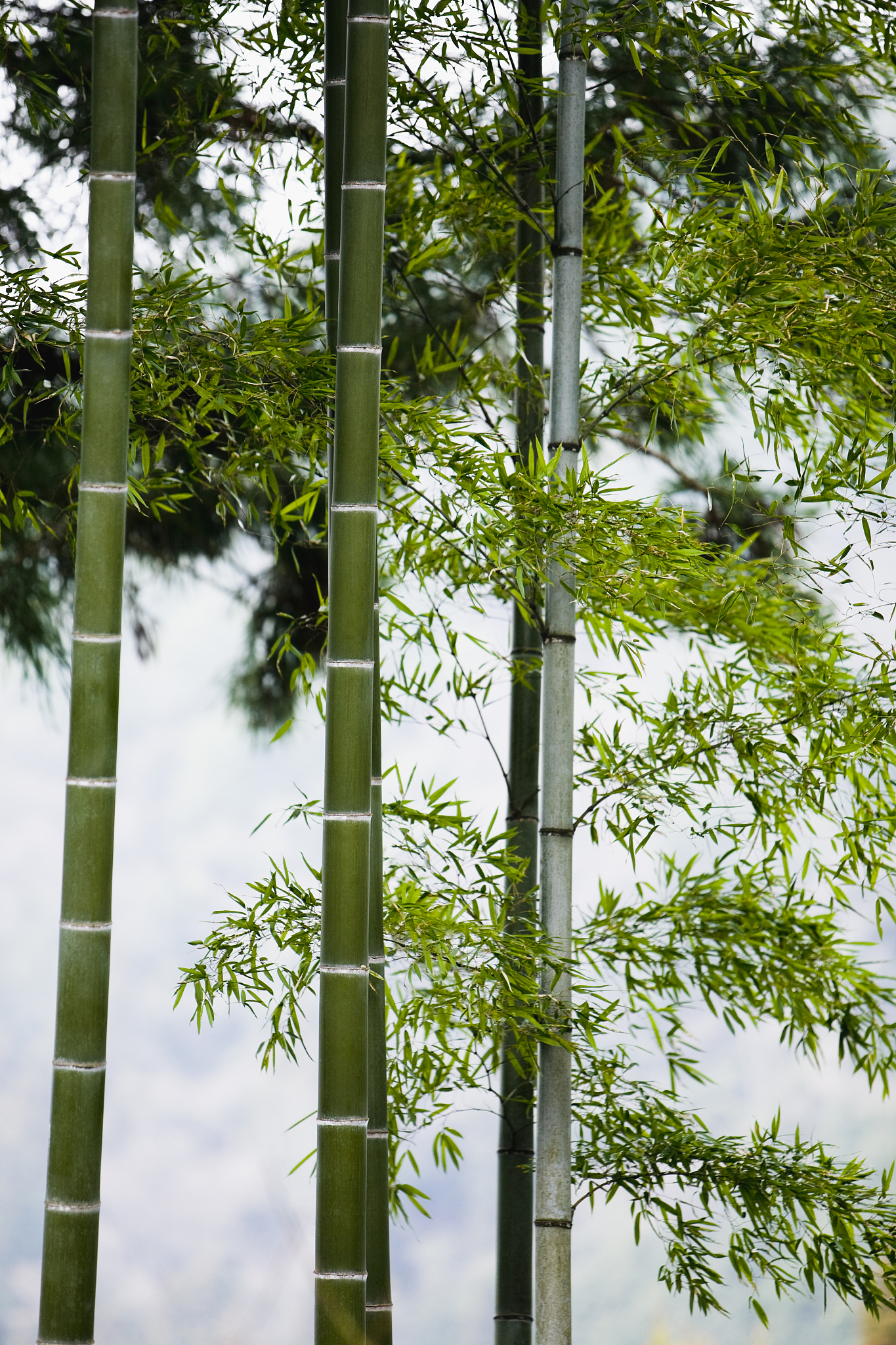 bamboo