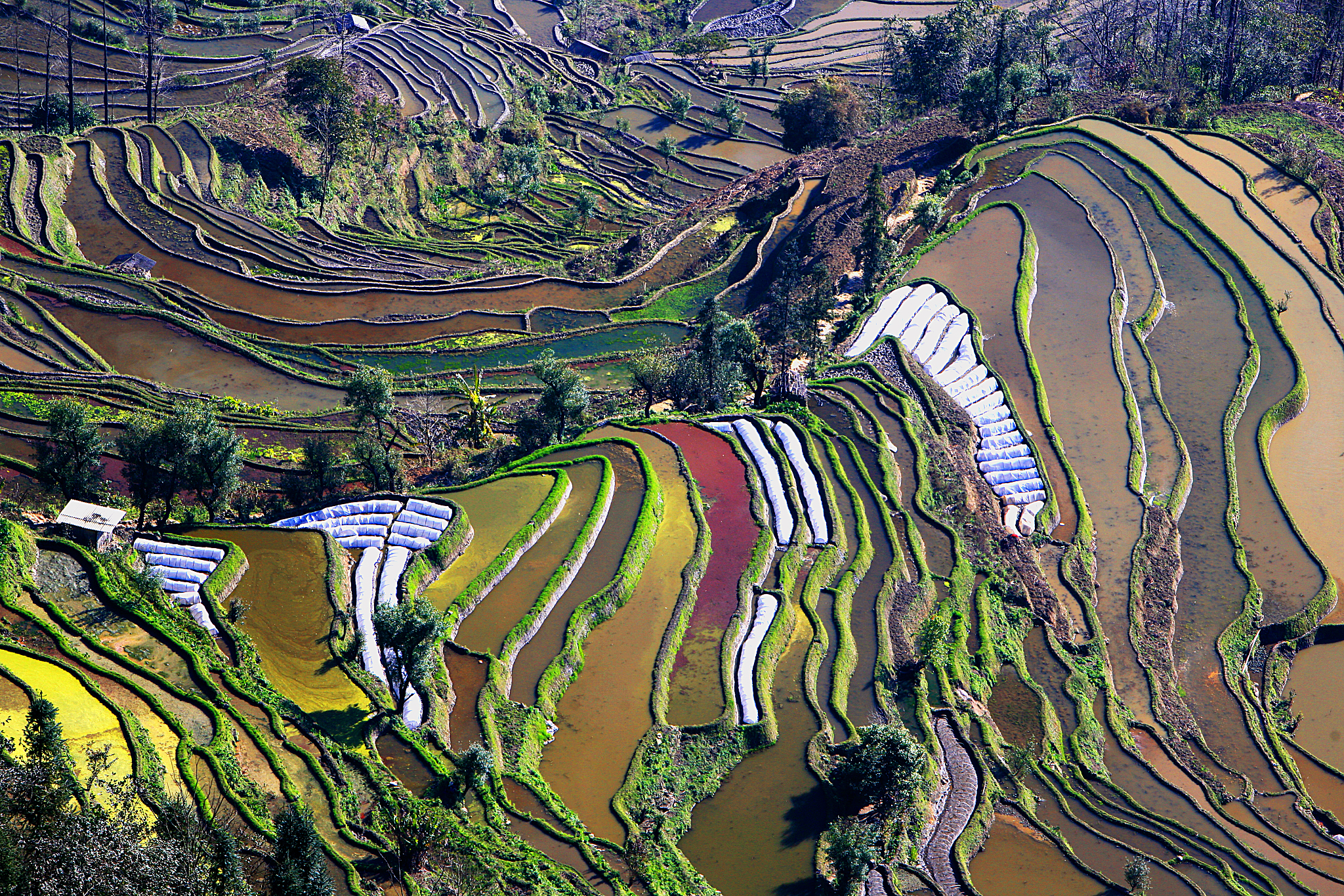 黎明觉醒：生机