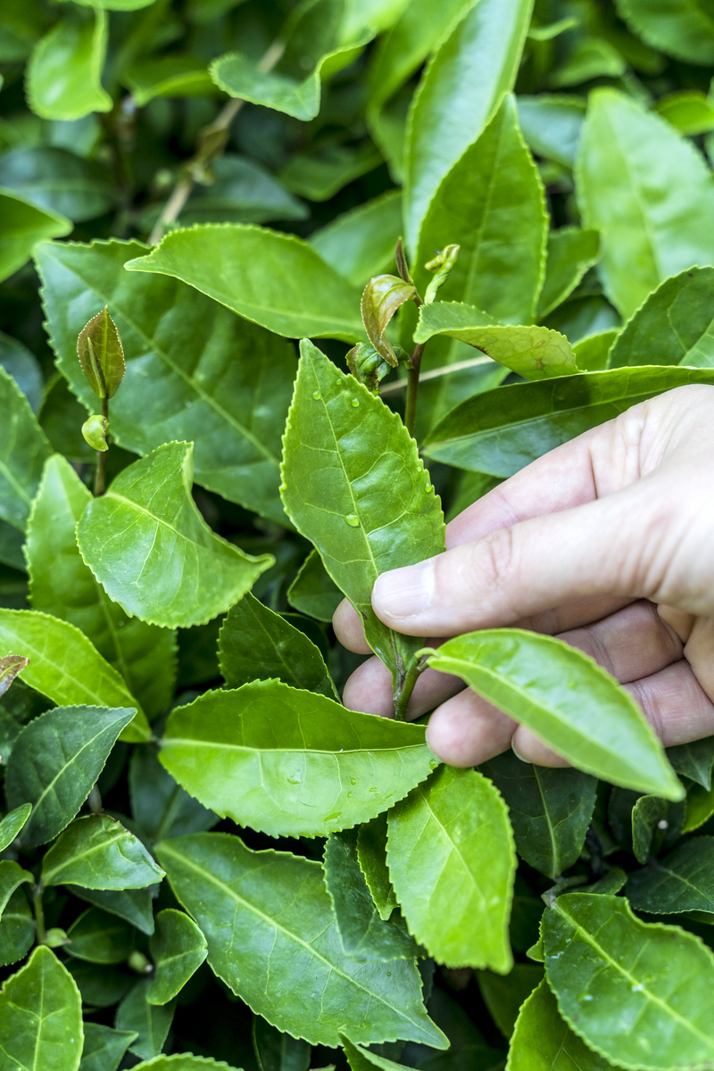 茶树品种介绍