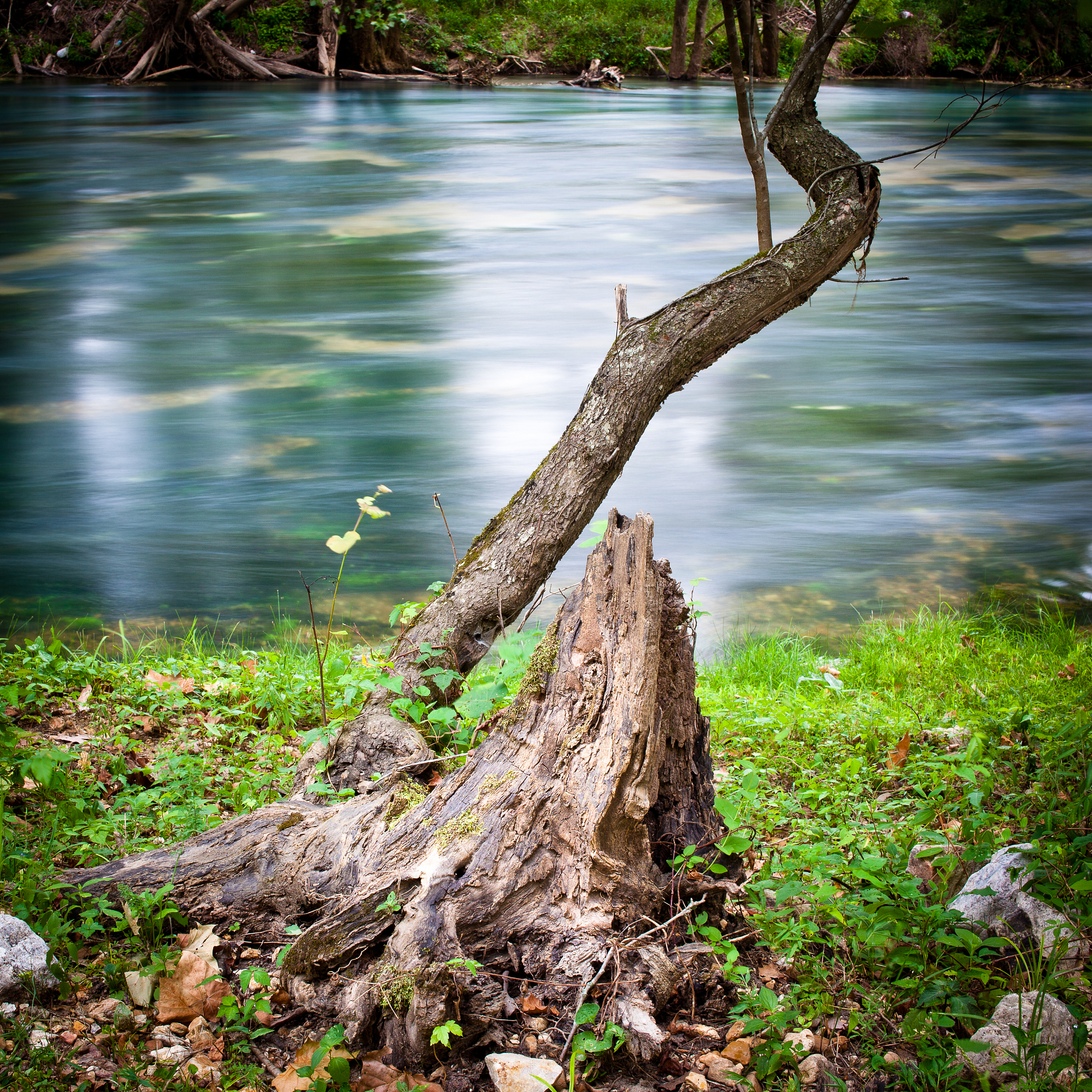 九寨沟湖底奇观：沉积树木展现千年历史
