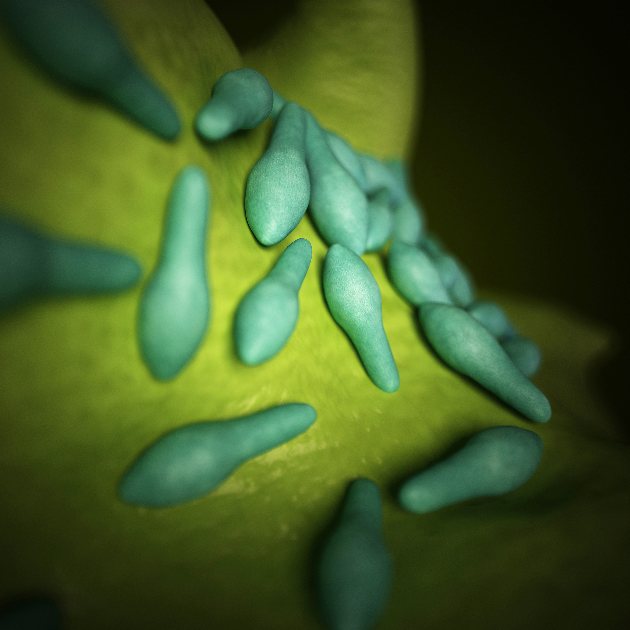 EUROPEAN JOURNAL OF SOIL BIOLOGY 期刊研究范围：土壤生物学前沿