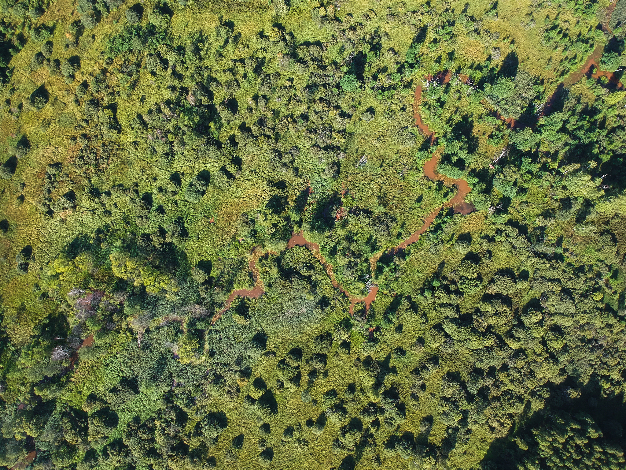 热带雨林植被调控土壤保护与恢复案例：改善土壤退化，促进生态可持续发展