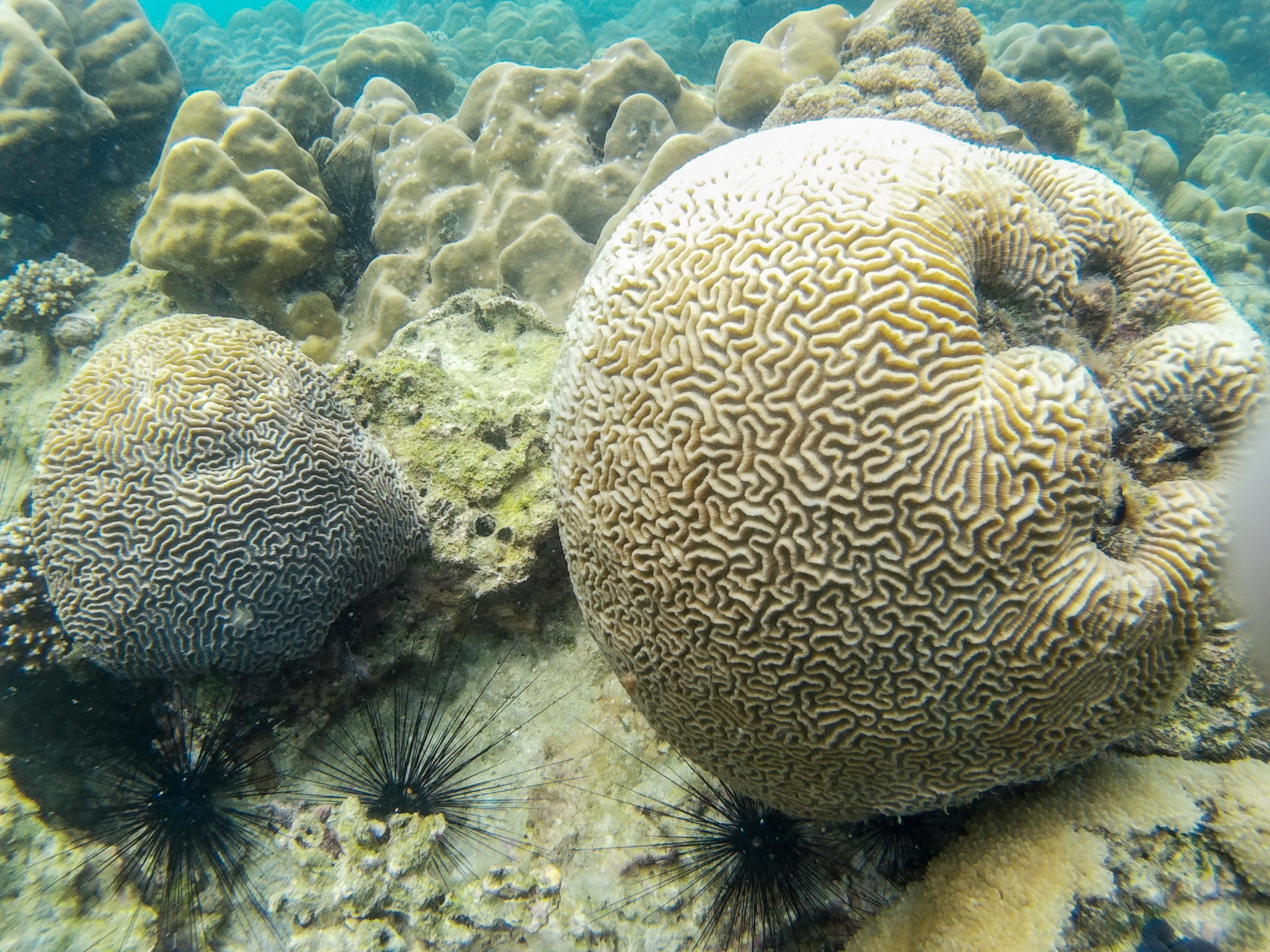 beautiful coral undersea