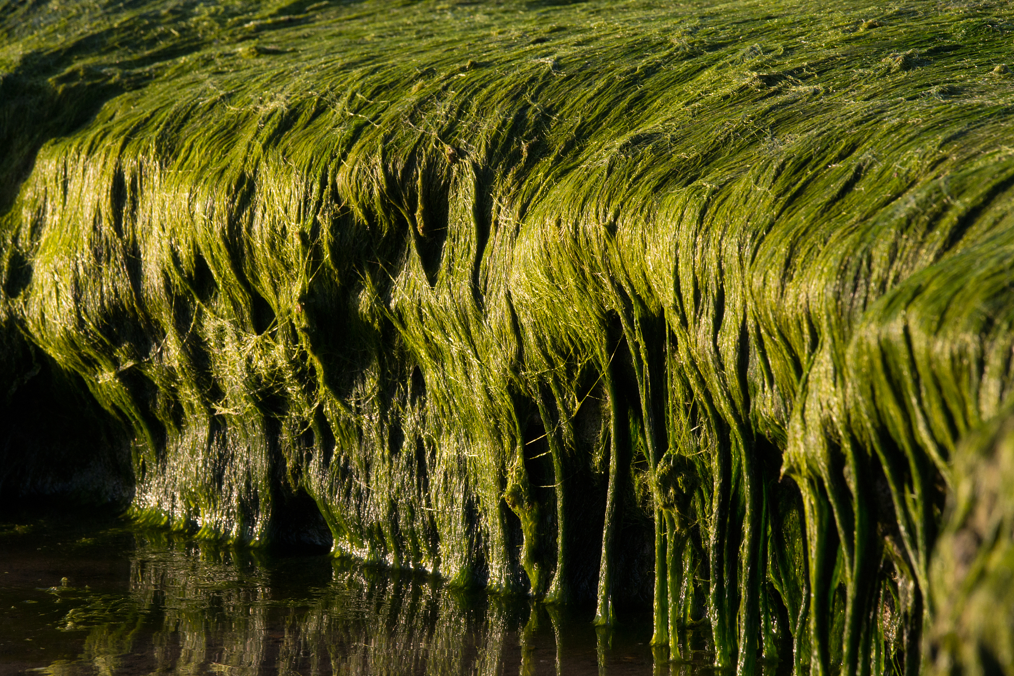 废水处理中藻类光合作用吸收氮素的参考文献