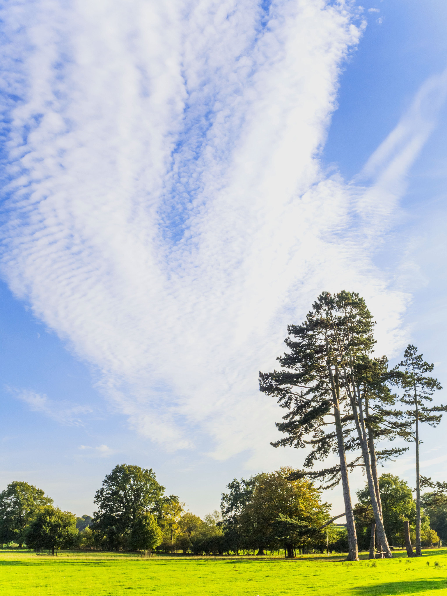 我需要一个生成一个拍摄背景的图片，广角浅白色植物场景的