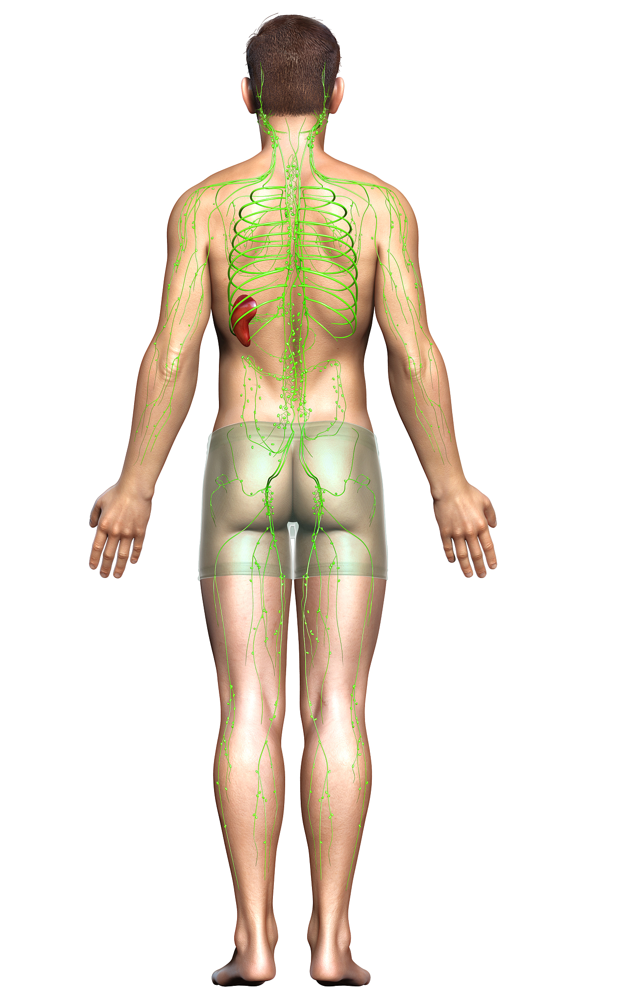 淋巴代谢：什么是淋巴代谢？作用和功能